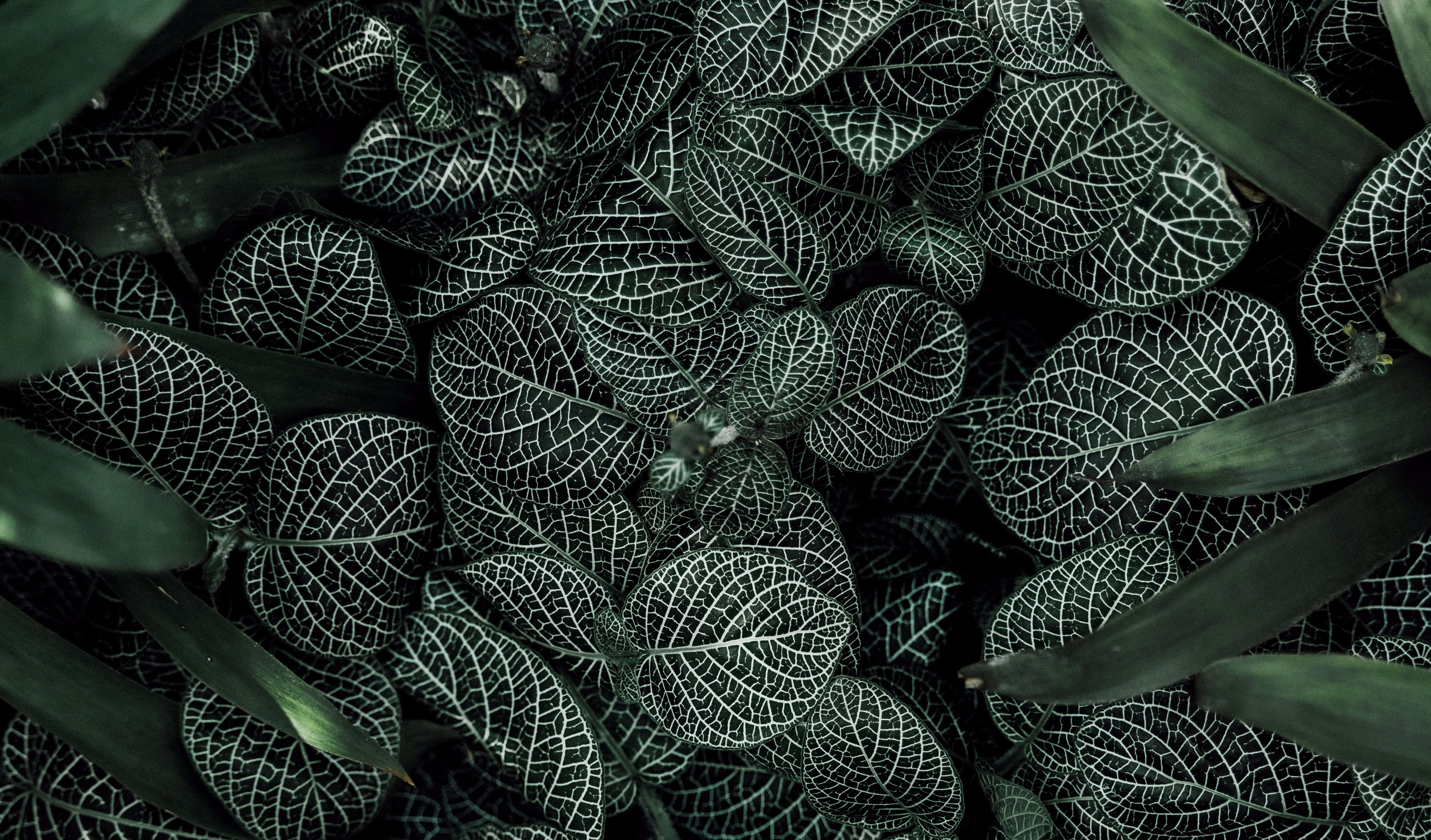 Oplev naturens skønhed i mørkegrønne toner Wallpapers