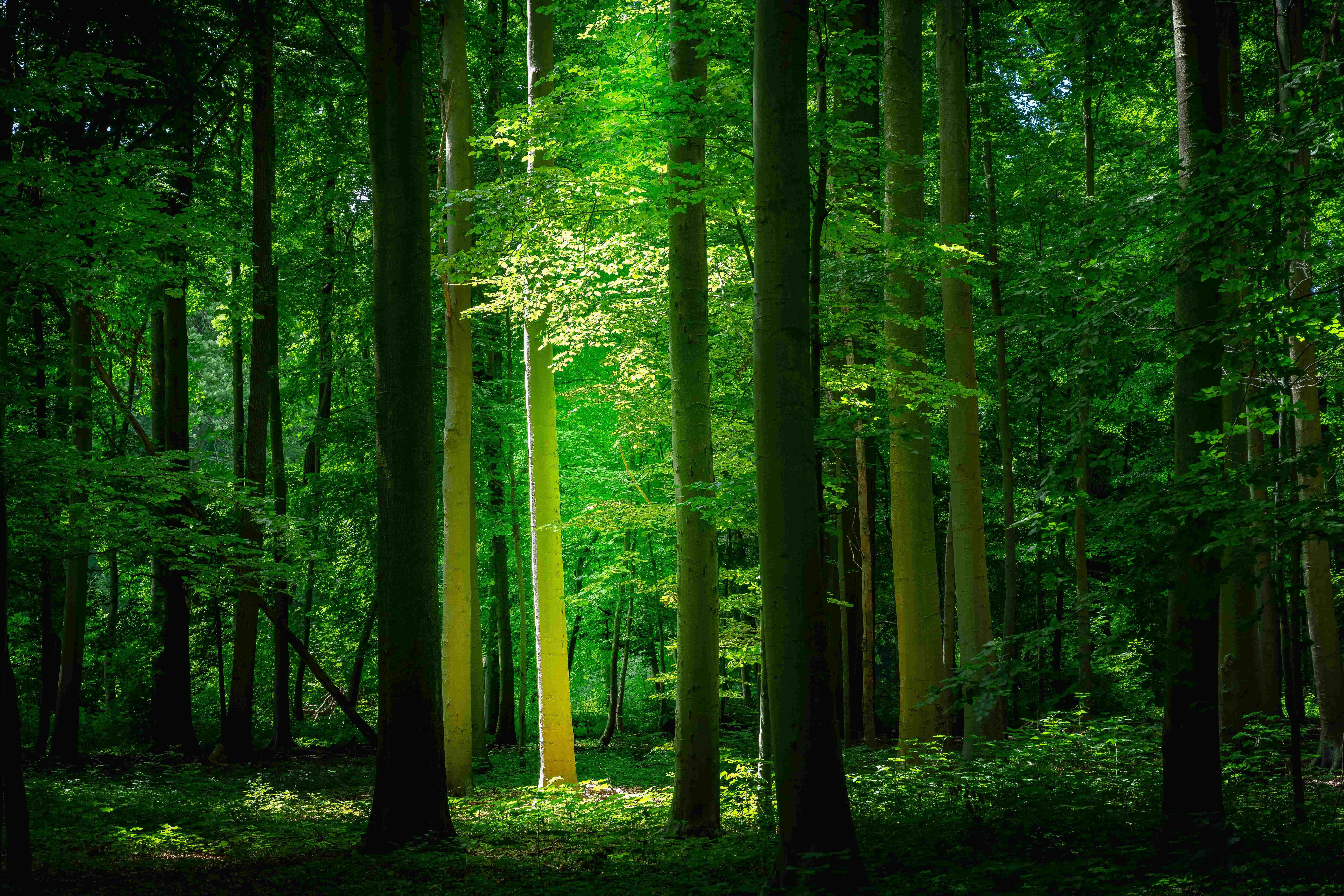 "Oplev naturens skønhed" Wallpapers