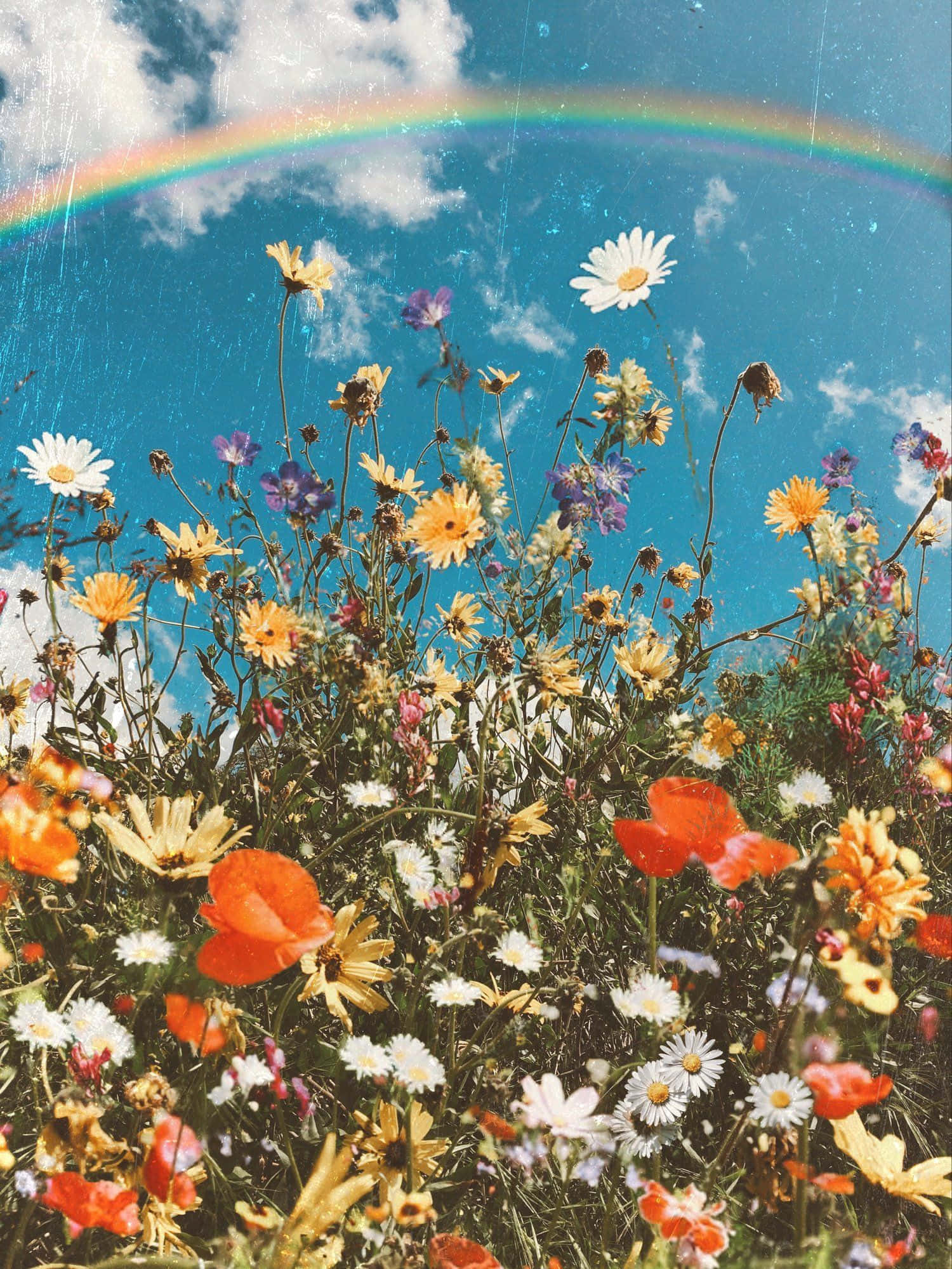 Oplev skønheden i æstetiske blomster Wallpapers