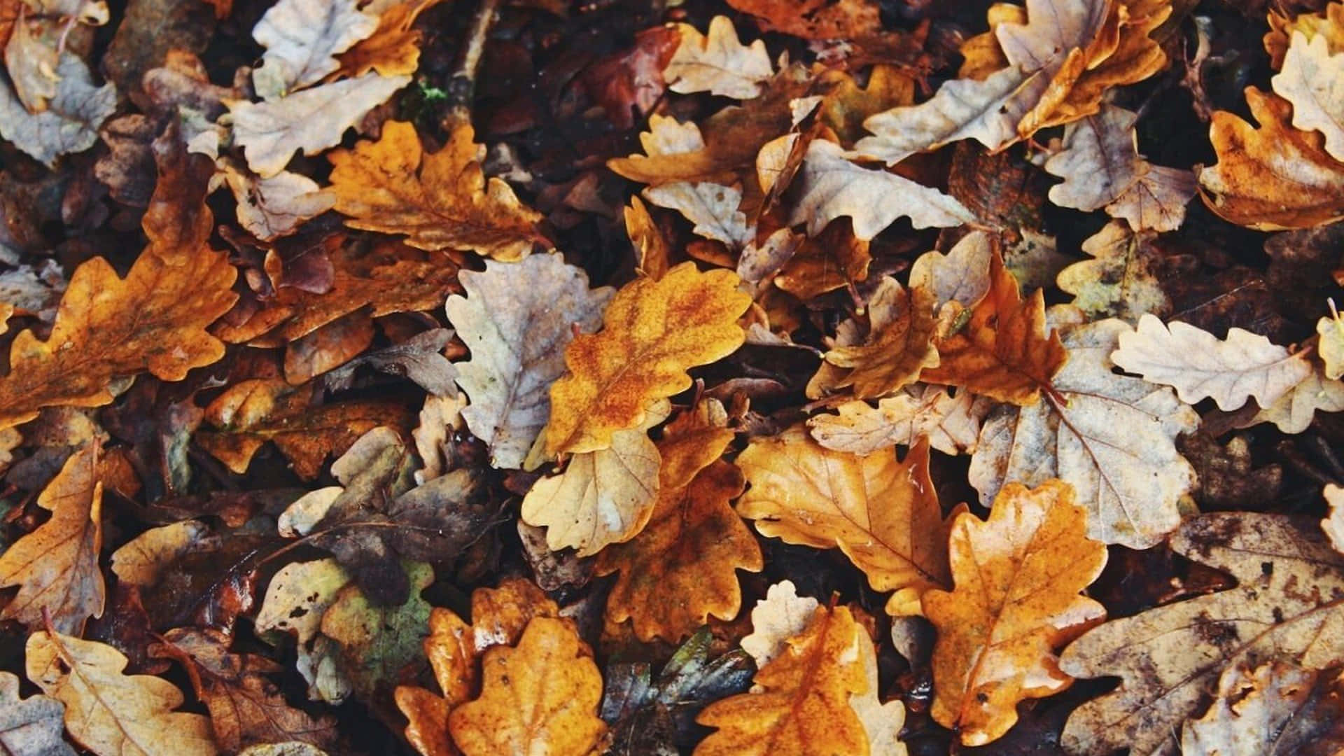 Oplev skønheden af efteråret som aldrig før Wallpapers