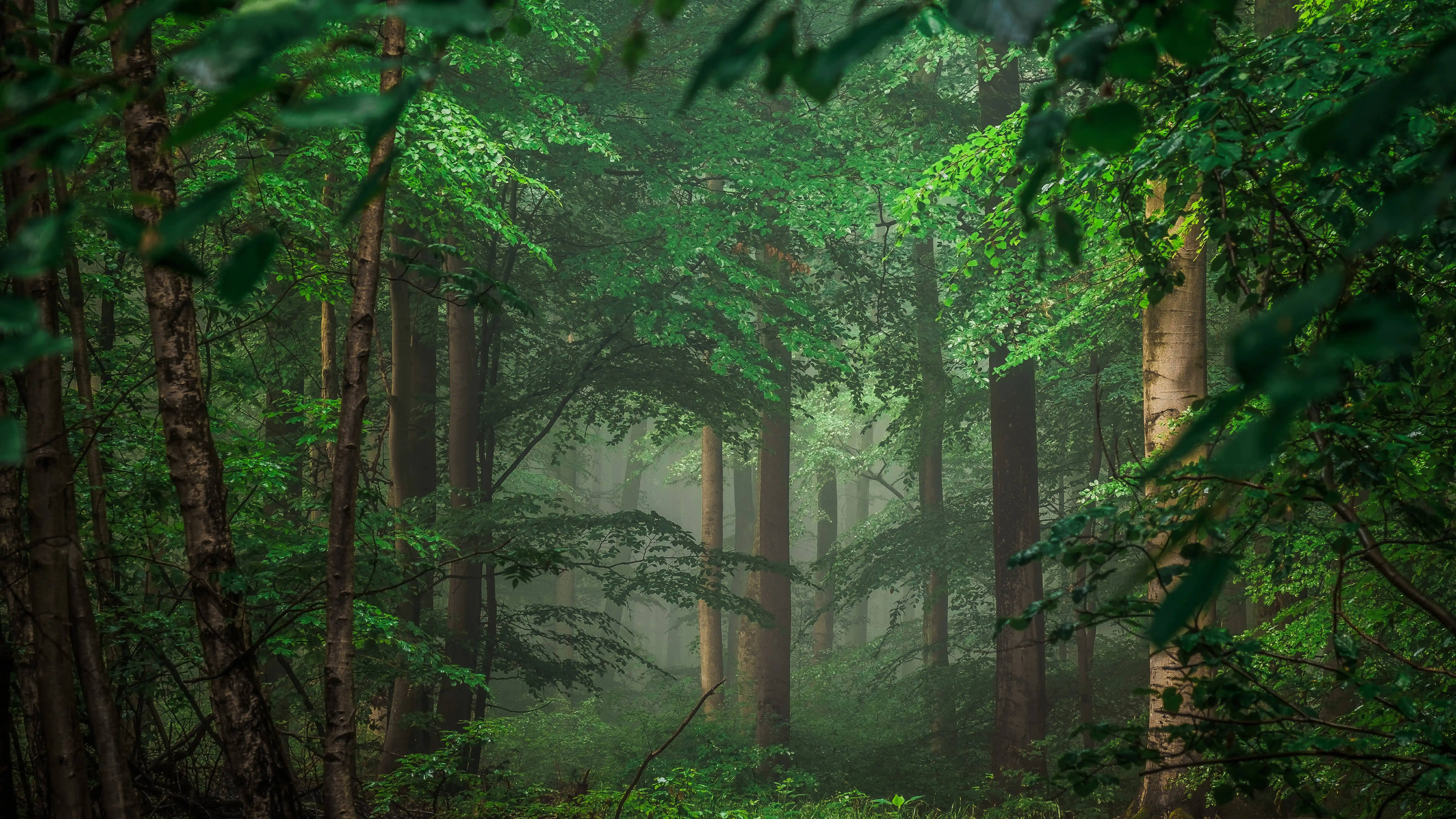 Oplev skønheden i en tropisk jungle i 8K Ultra HD Wallpapers