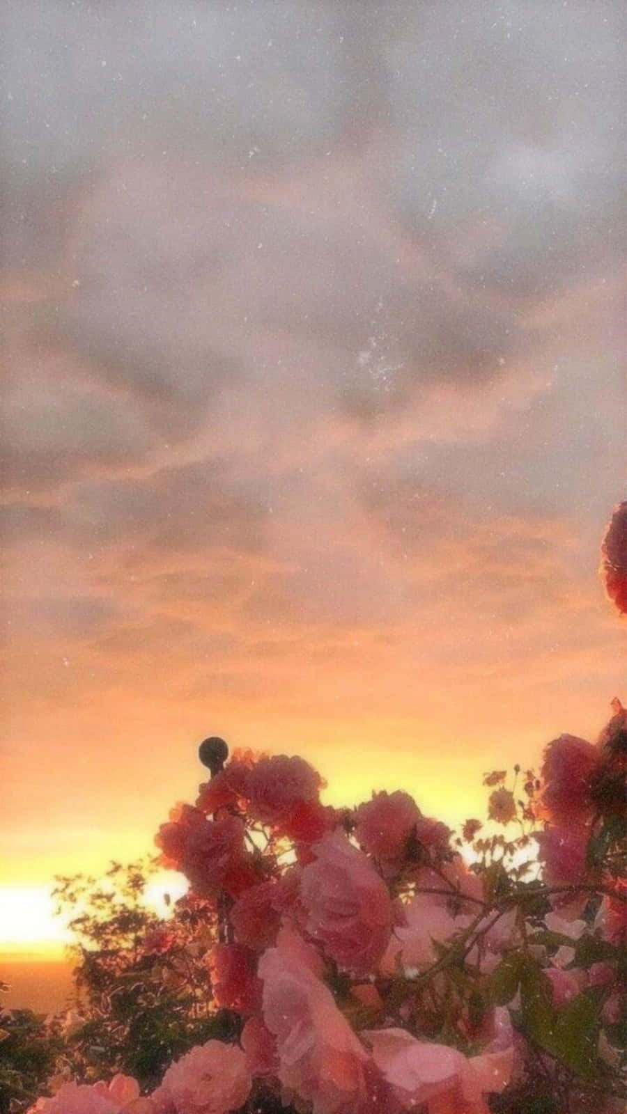 Opnå et æstetisk look med en iPhone Wallpapers