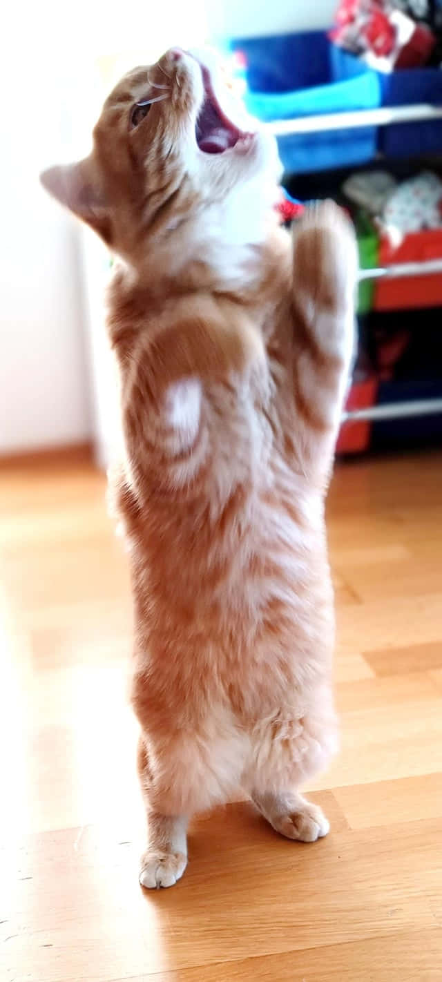 Opstående dansende kat.JPG Wallpapers