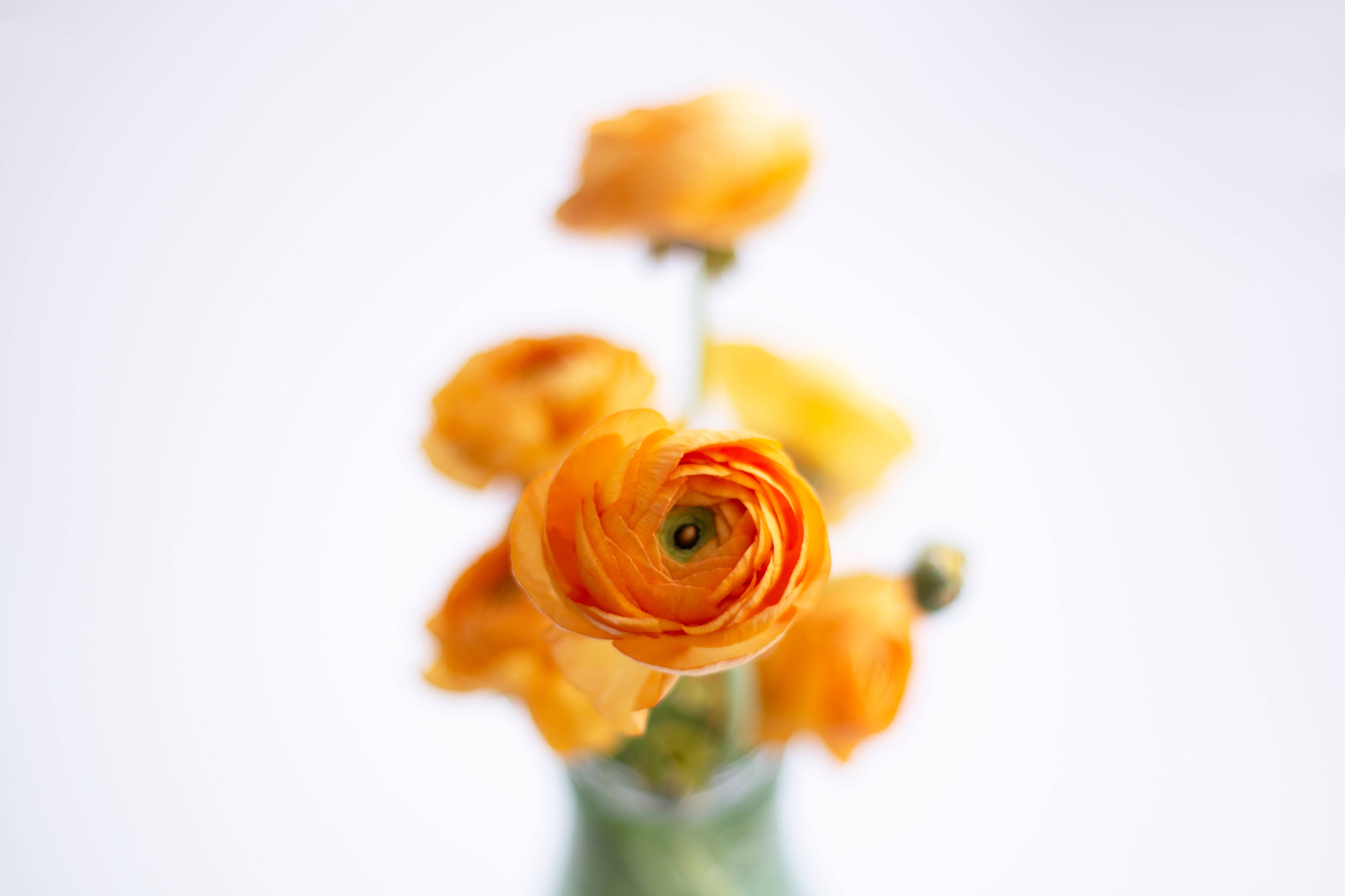 Orange æstetisk blomst Wallpapers