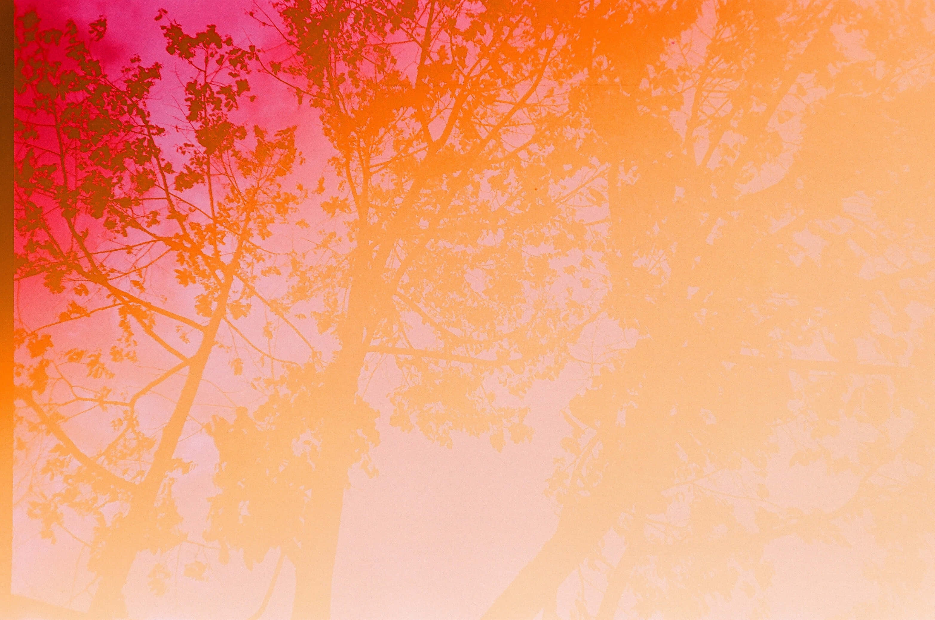 Orange æstetiske træer bannerbaggrund Wallpapers