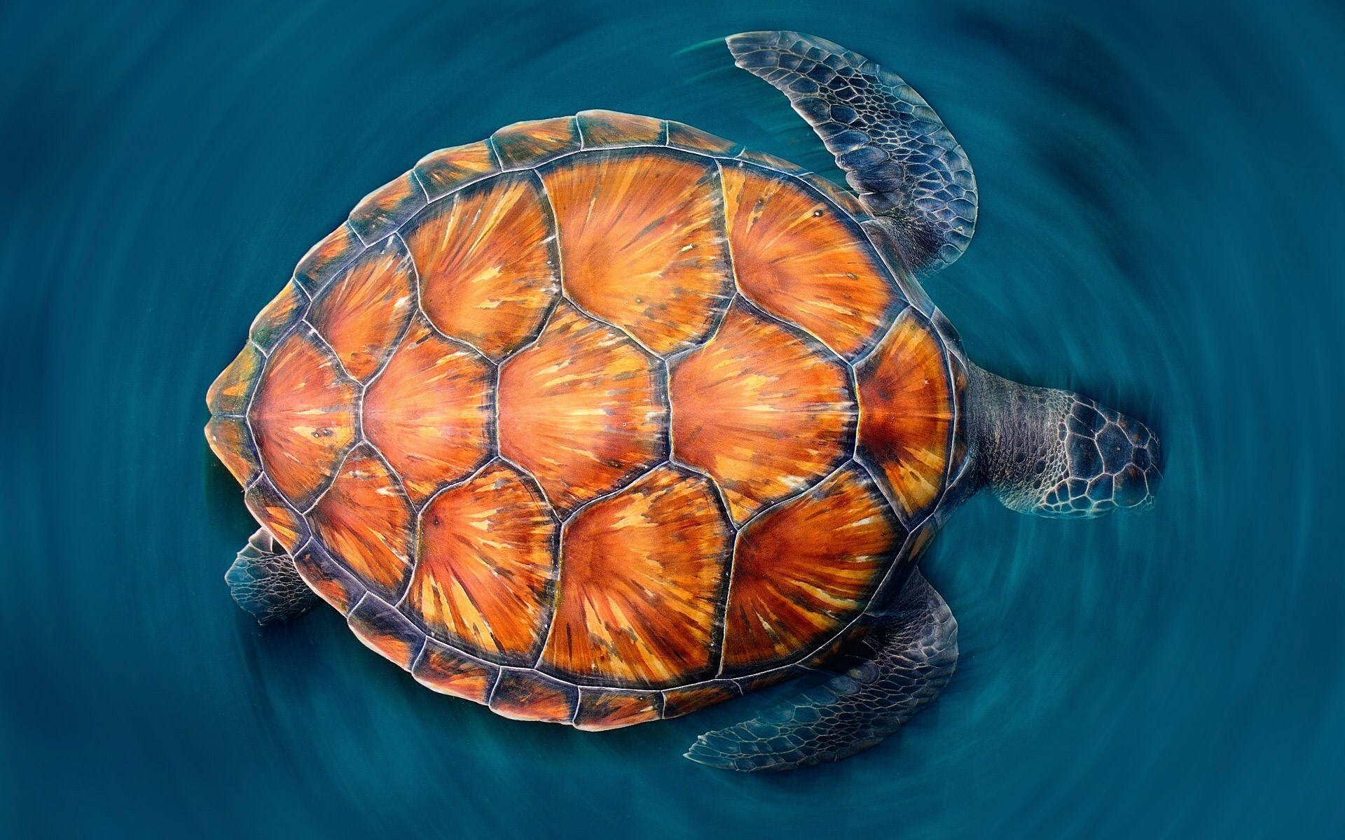 Orange Cool skildpadde Wallpapers