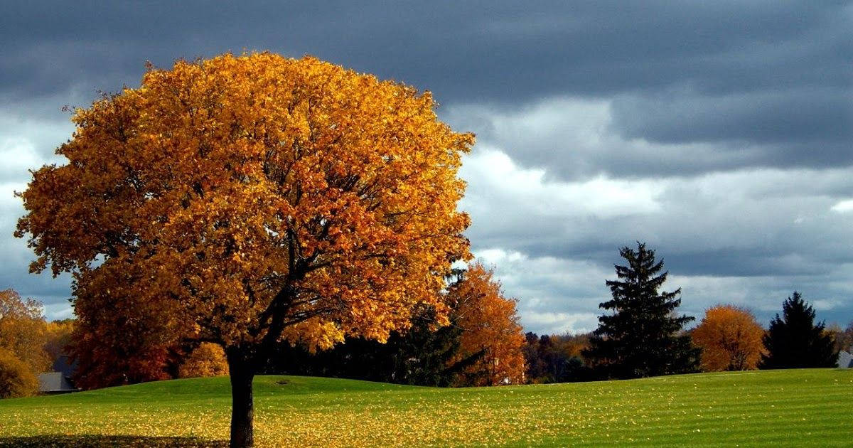 Orange Efterårstræ Fuld Skærm HD Wallpapers