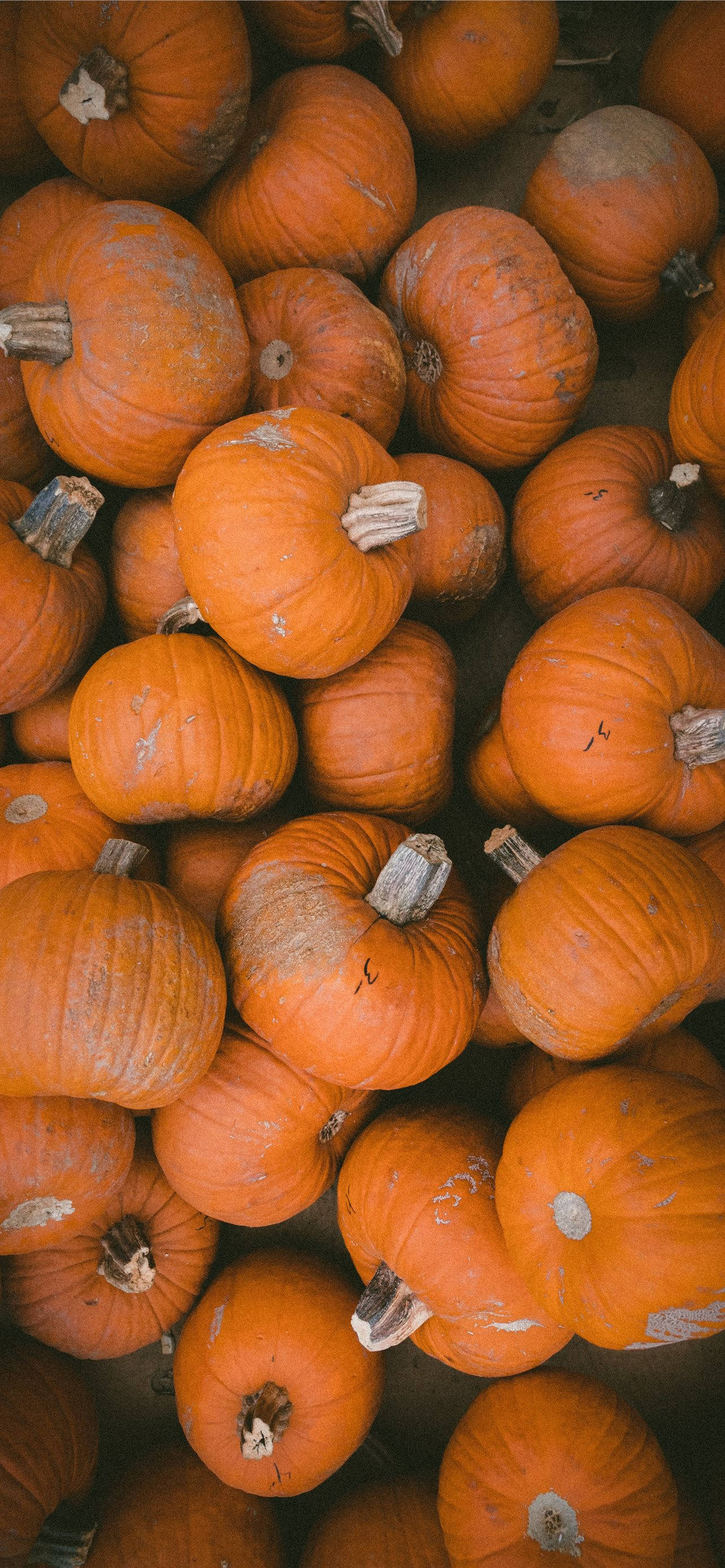 Orange græskar Thanksgiving iPhone Wallpapers