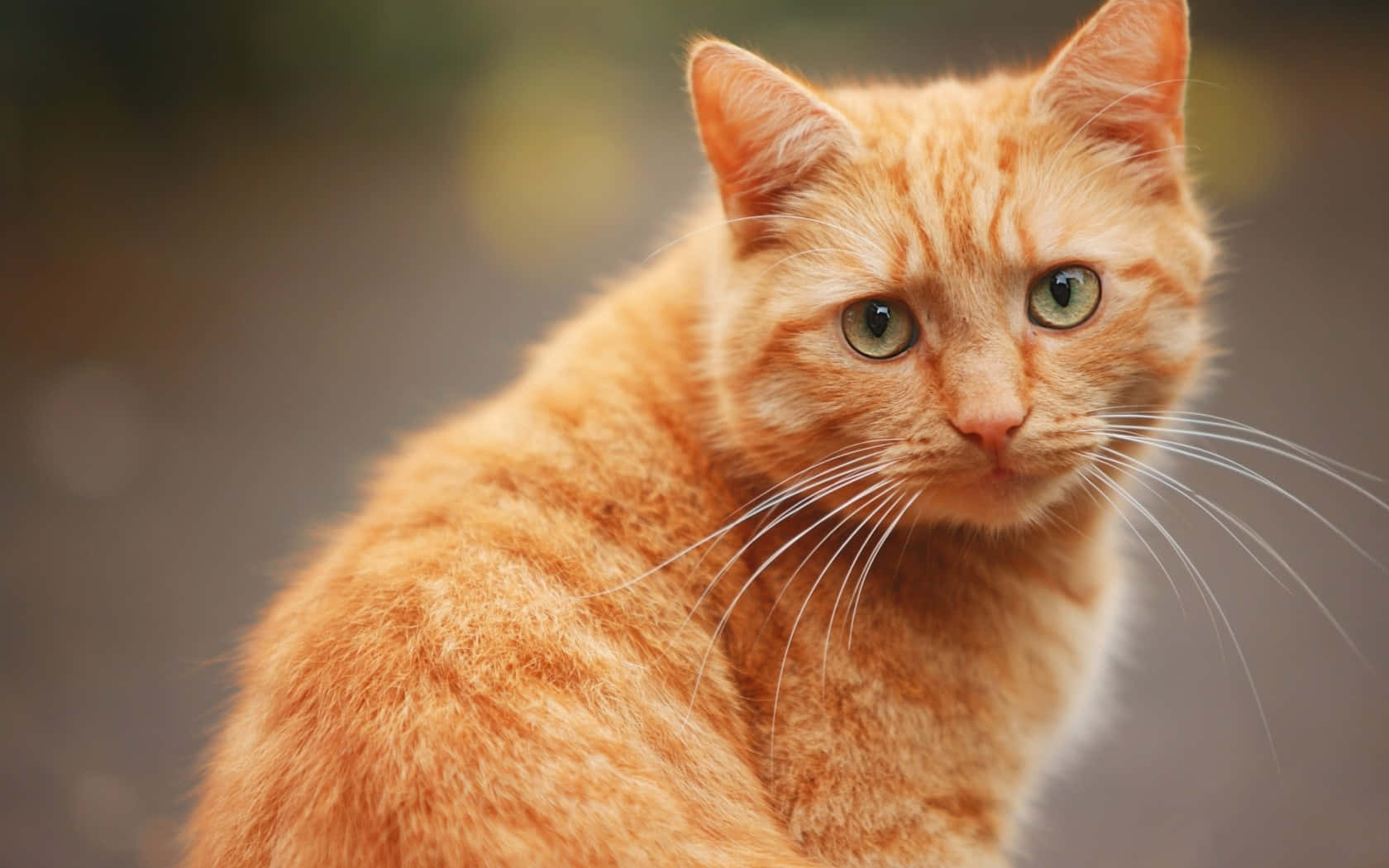 Orange kat vender sig om billede Wallpapers