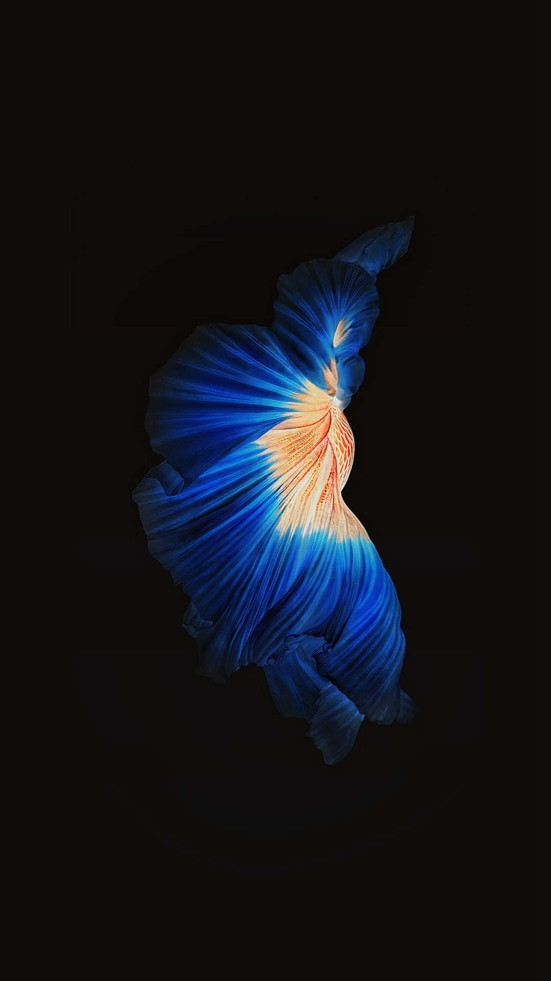 Orange krop Siamesisk kampfisk iPhone 7 Plus Live Wallpapers