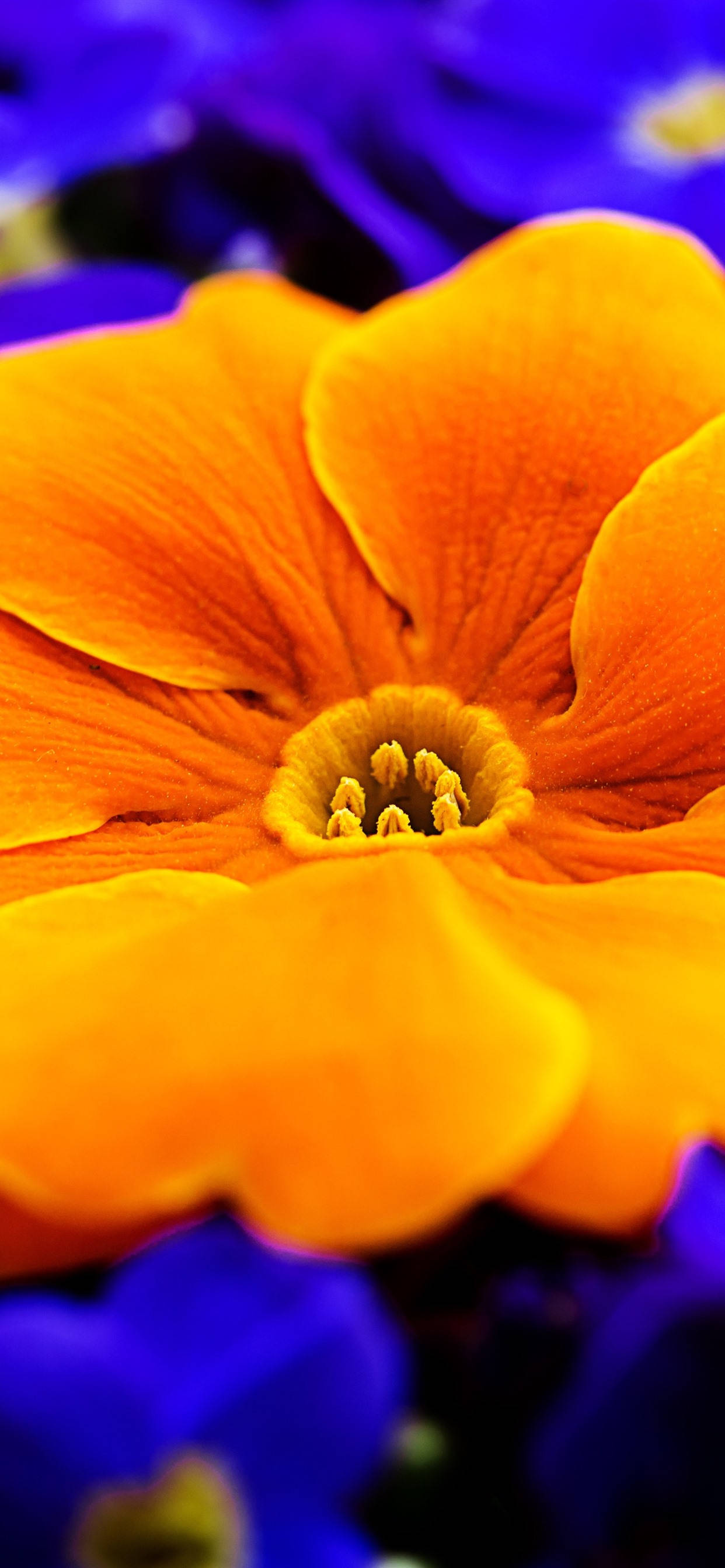 Orange Primula Blomst Wallpapers