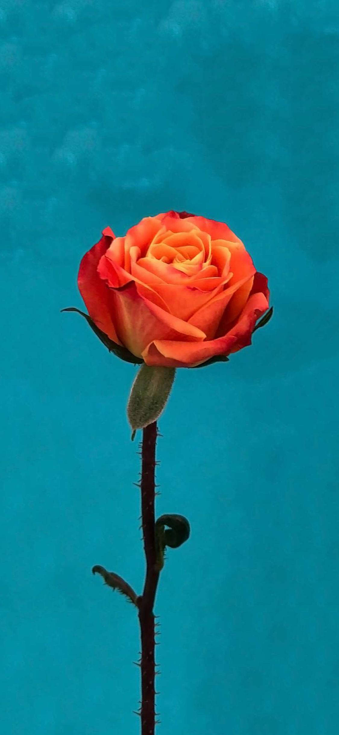 Orange Rose Flower Apple Wallpapers