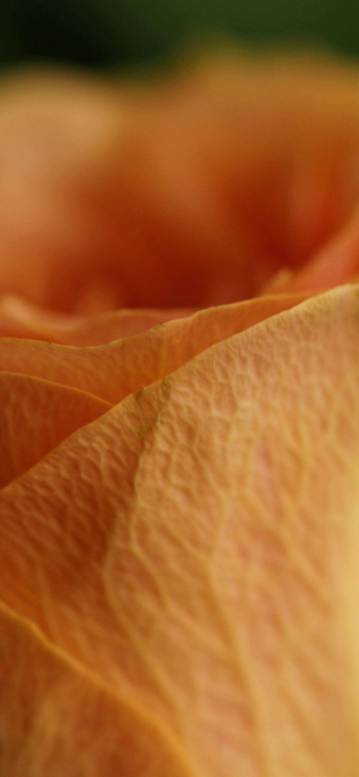 Orange Rosenblad Makro Wallpapers