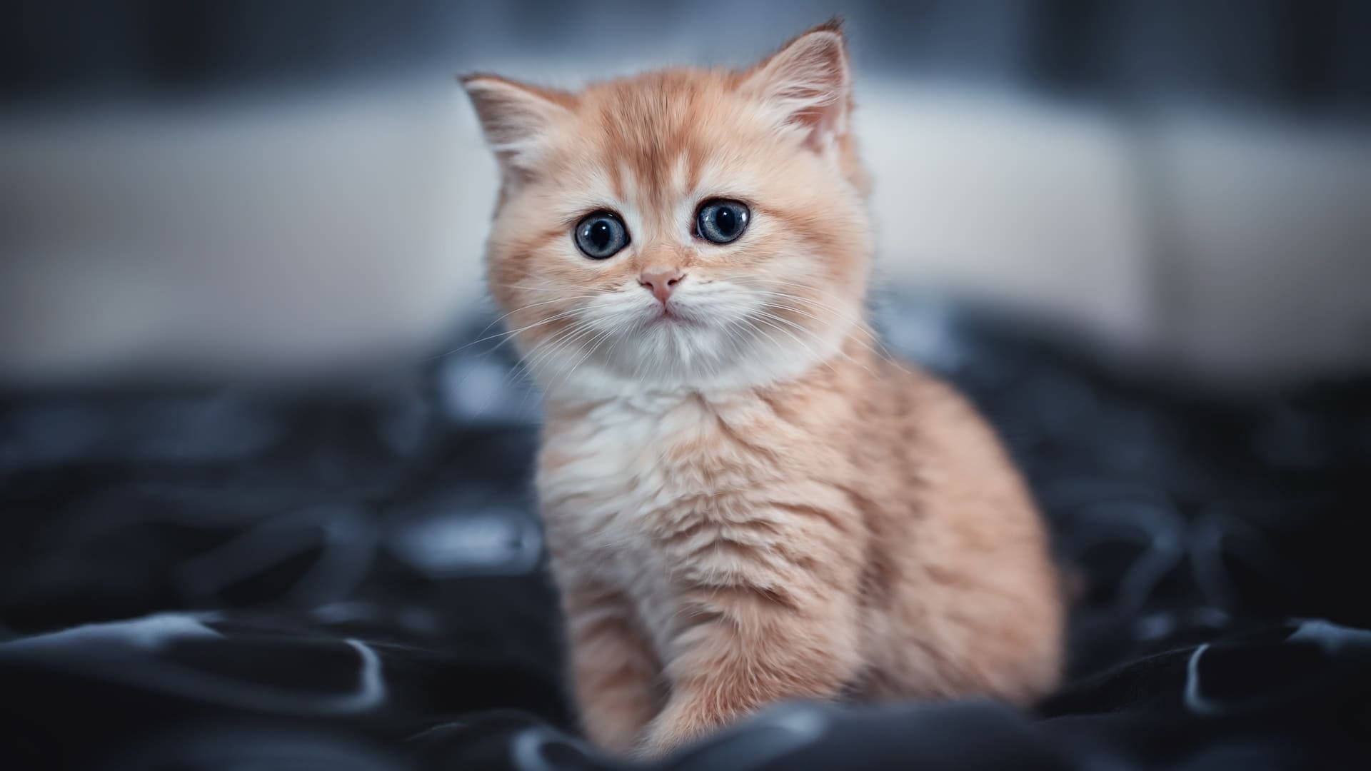 Orange æstetisk kat med blå øjne Wallpapers