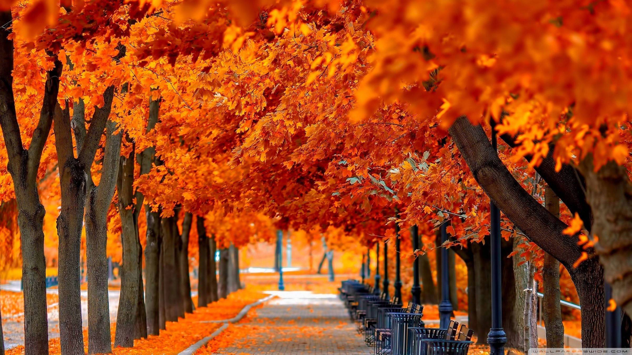 Orange træer i efterårssceneri Wallpapers