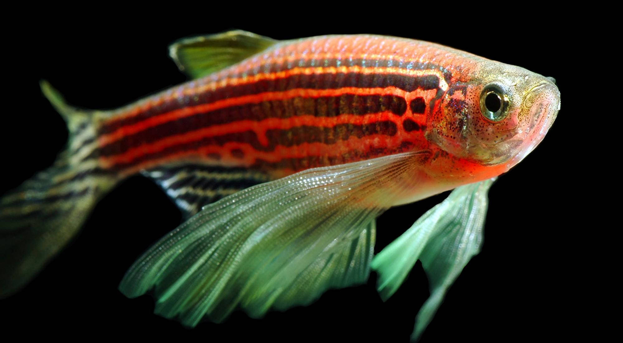 Orange Zebra Cool Fisk Wallpapers