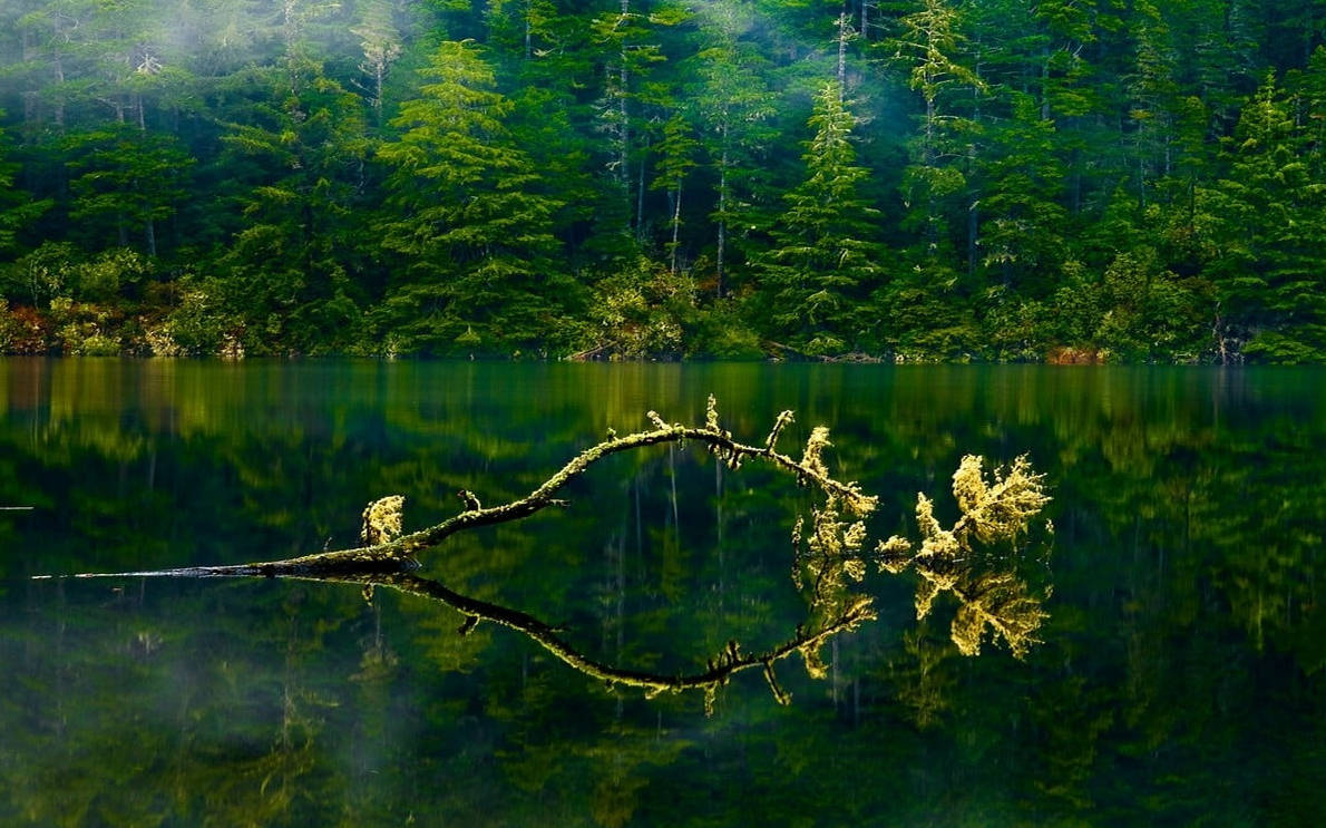Oregon Grøn Sø Skov Wallpapers