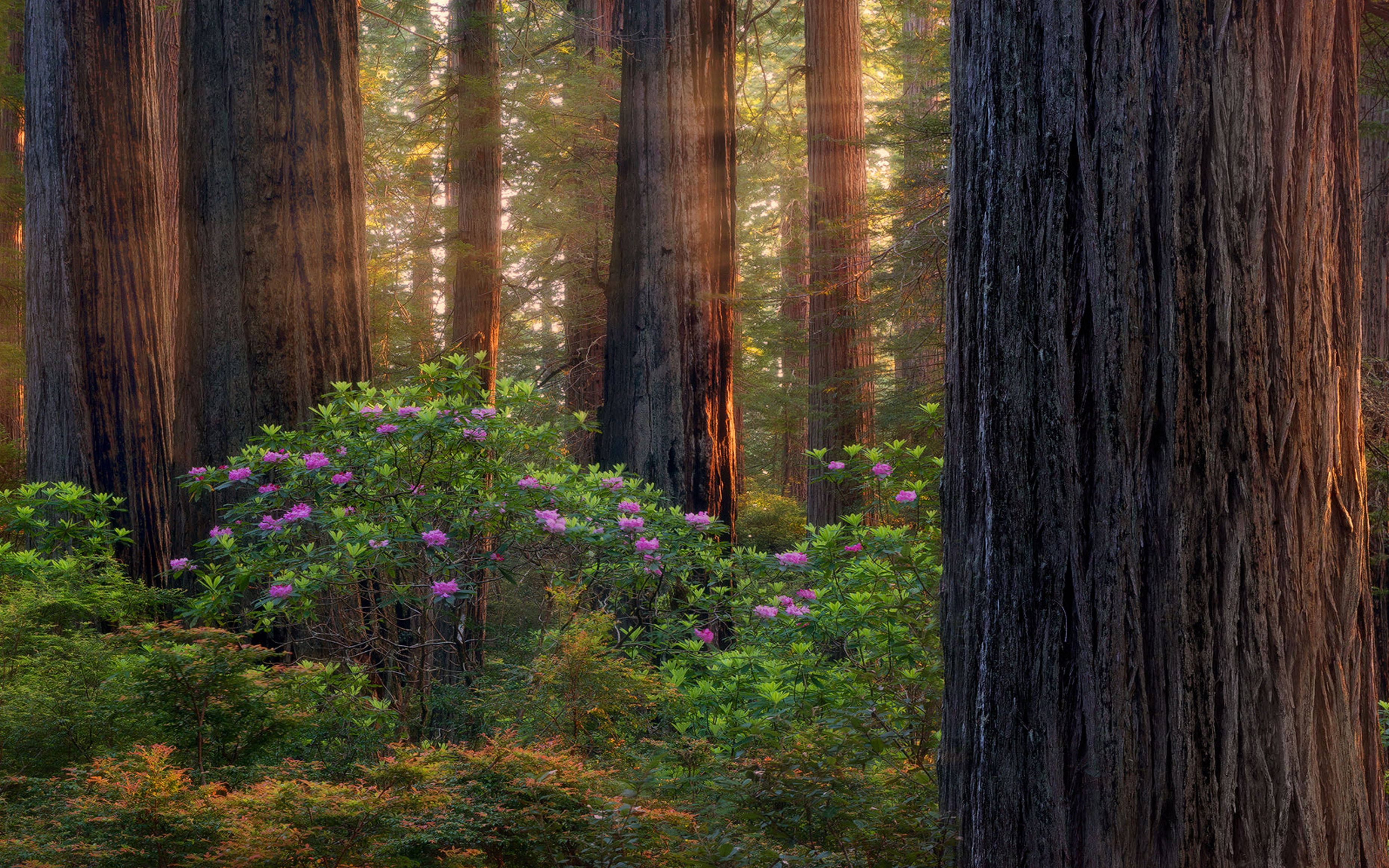 Oregon Skov Lilla Wallpapers