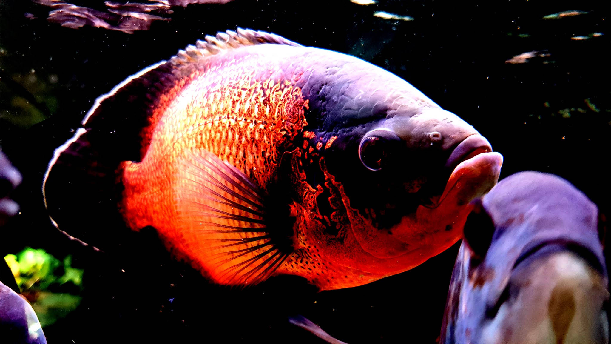Oscar Cool Fisk Wallpapers
