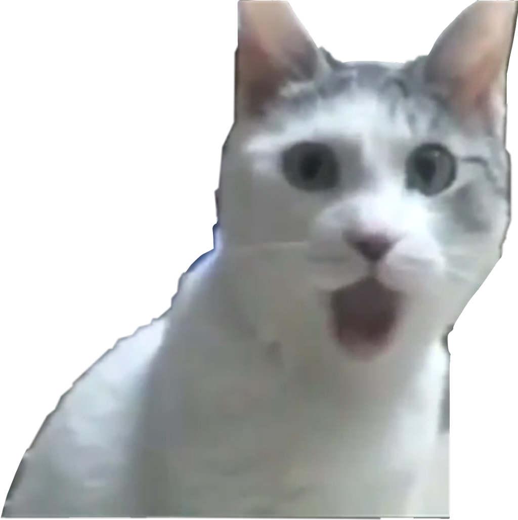 Overrasket kat meme Wallpapers