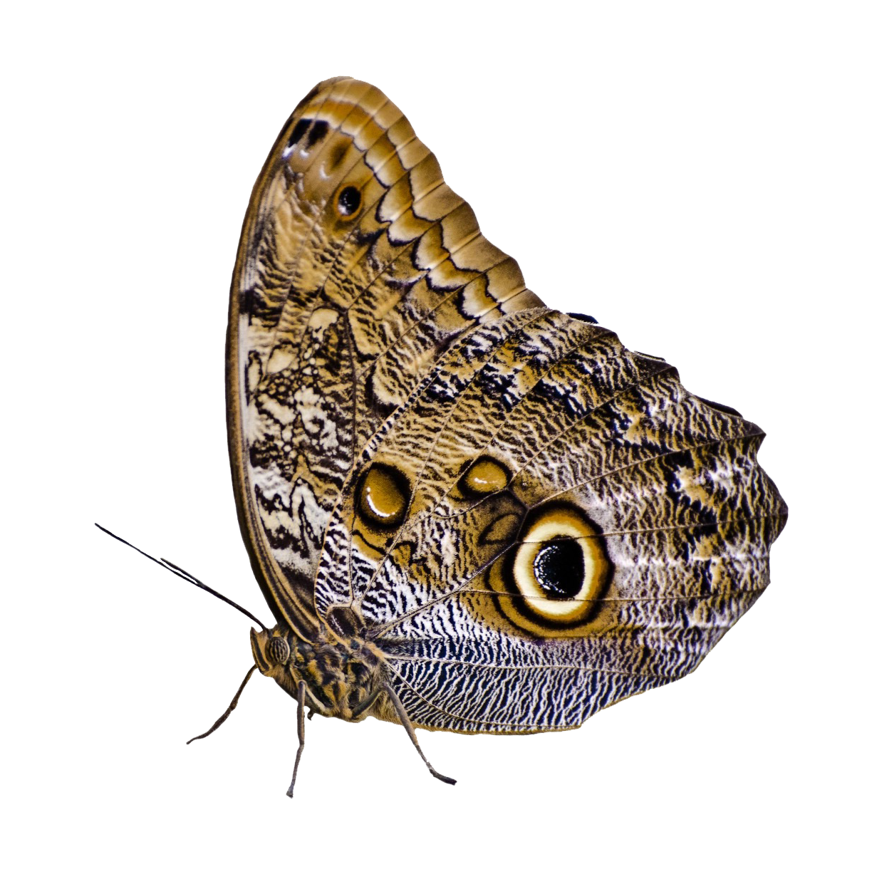 Owl-eyed Butterfly Camouflage Wallpapers