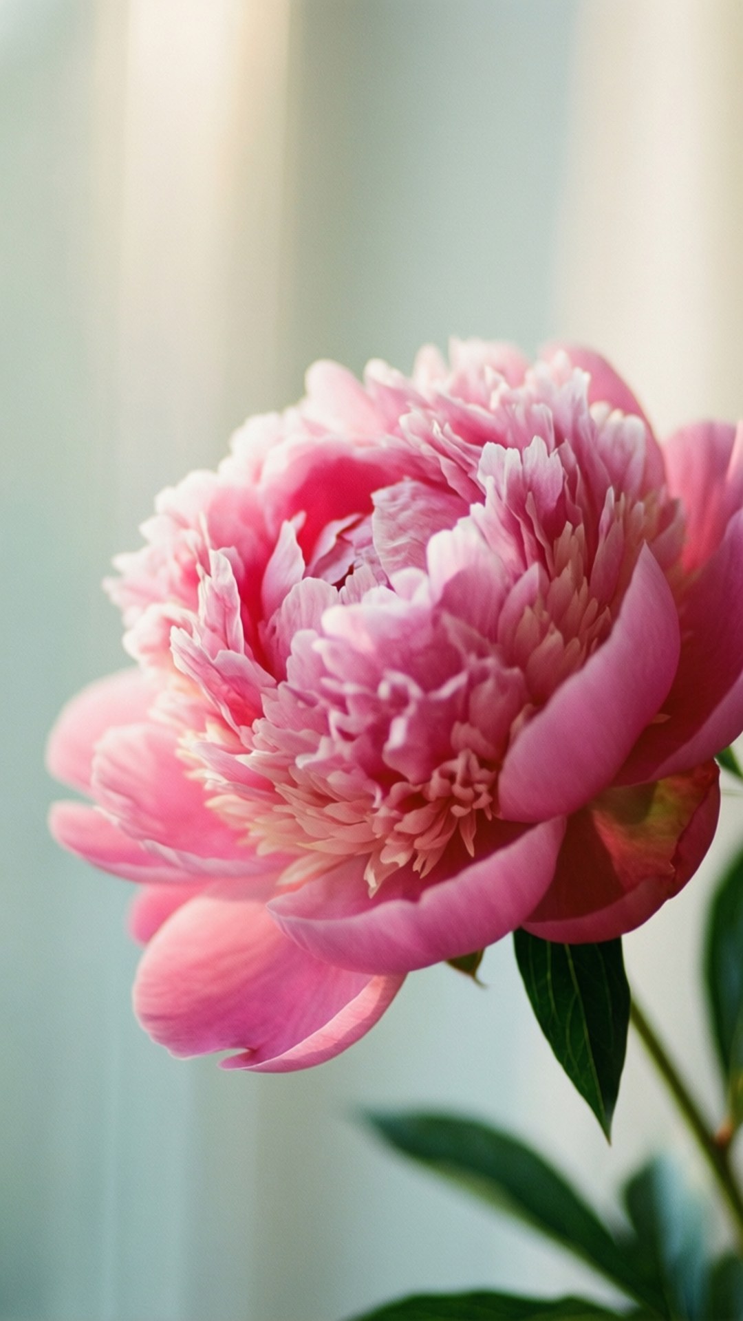 Pæonblomstring Wallpapers