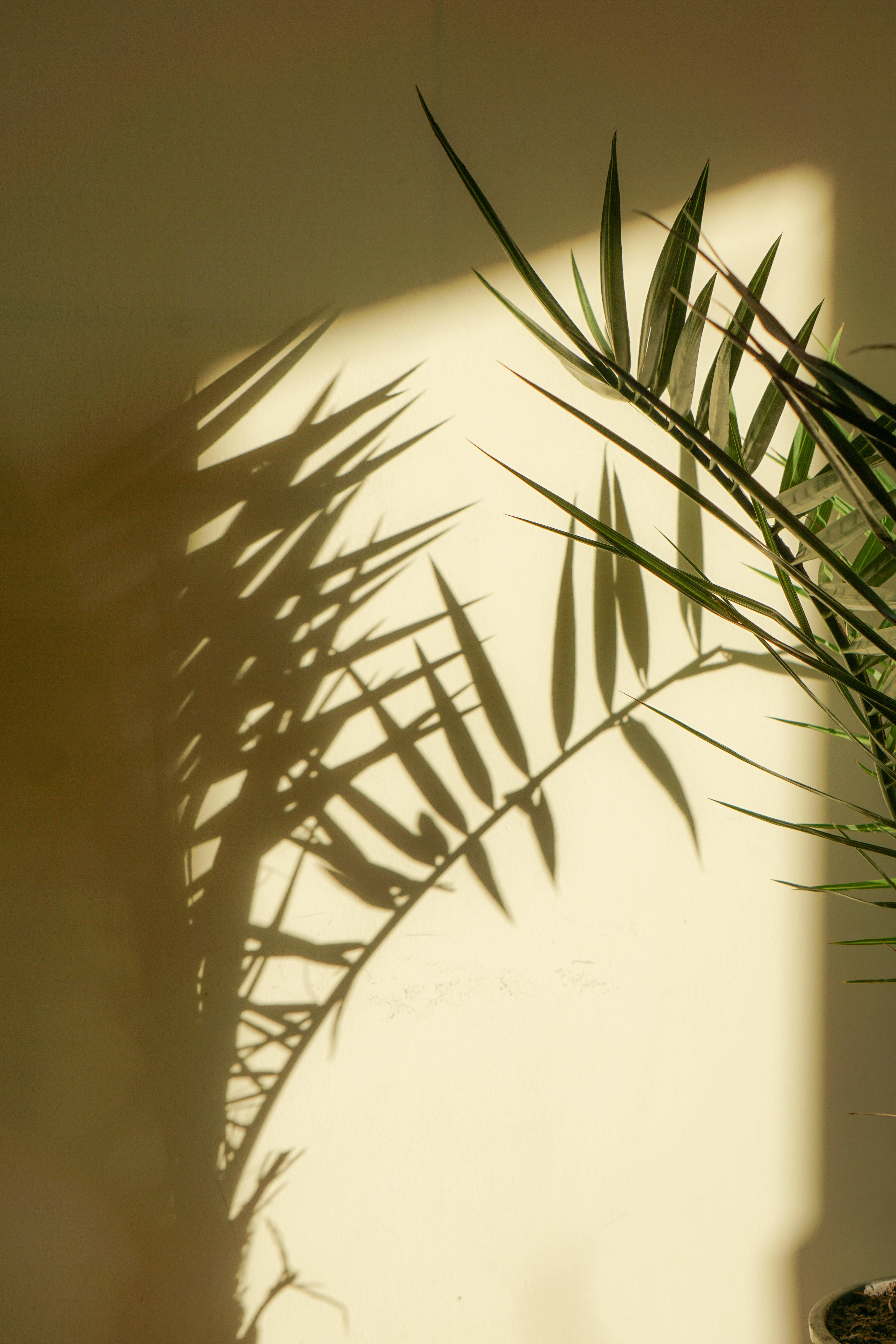 Palmeskygge planteæstetik Wallpapers