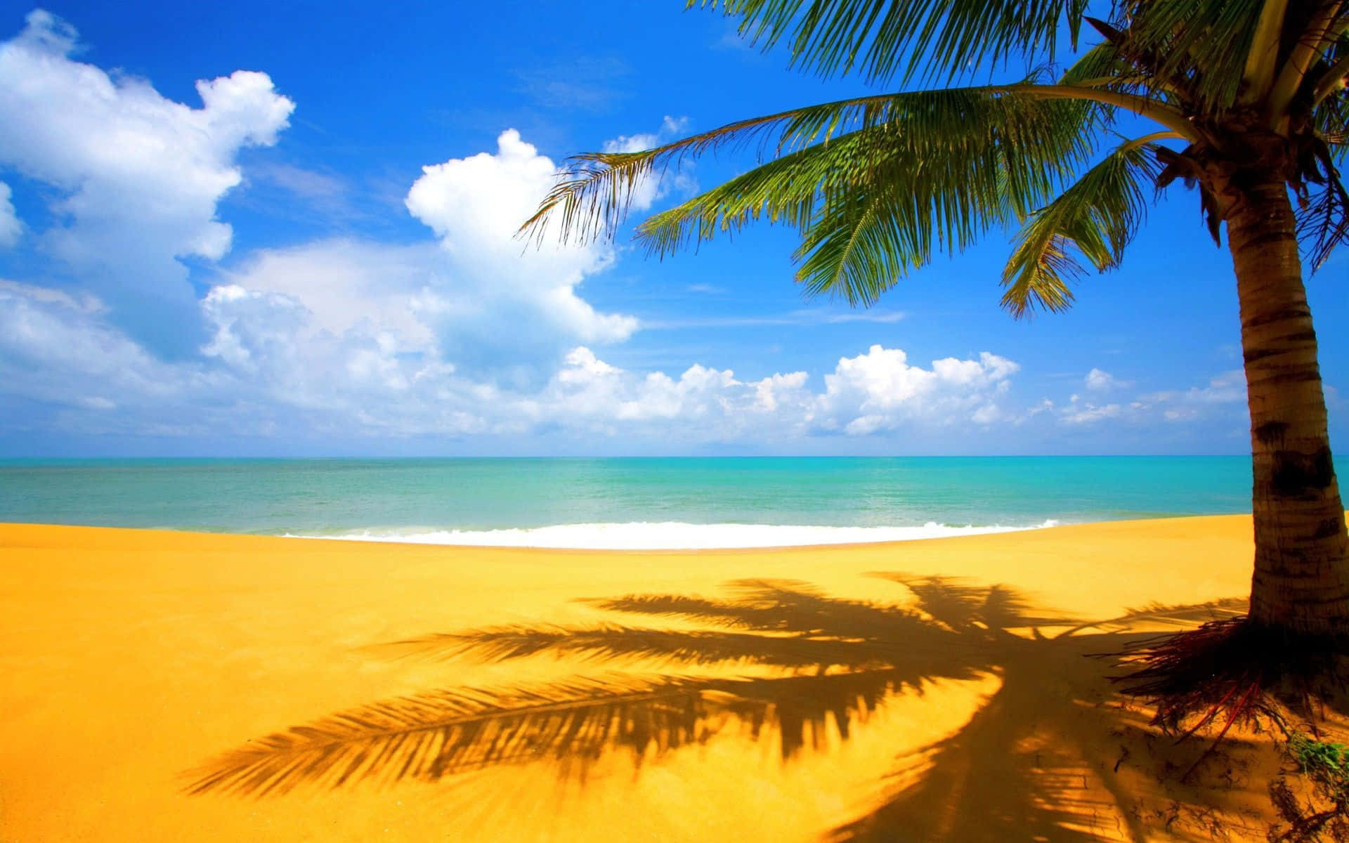 Palmetræ skygge strand tema baggrund Wallpapers