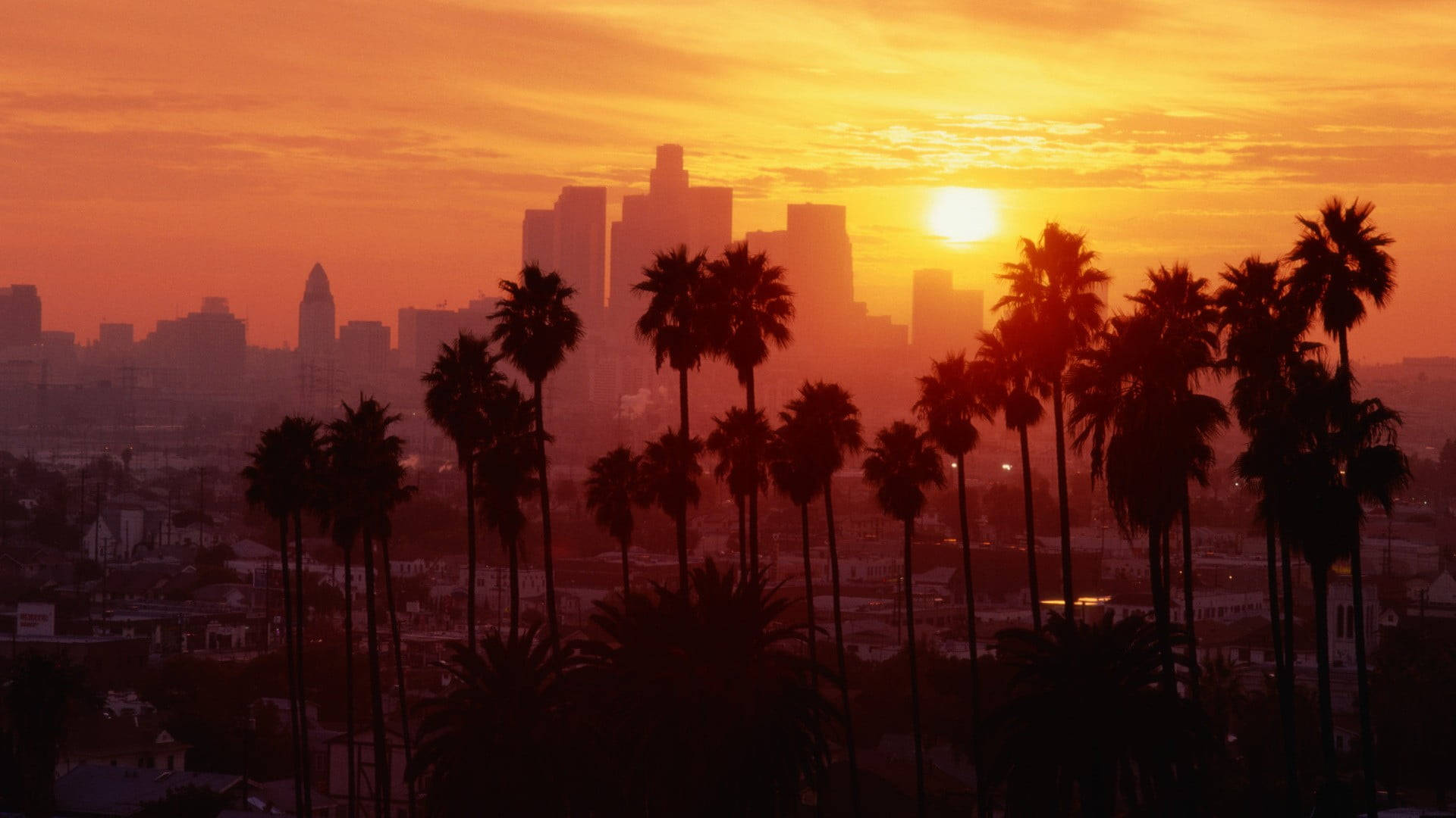 Palmetræ Sunset Boulevard Los Angeles Wallpapers
