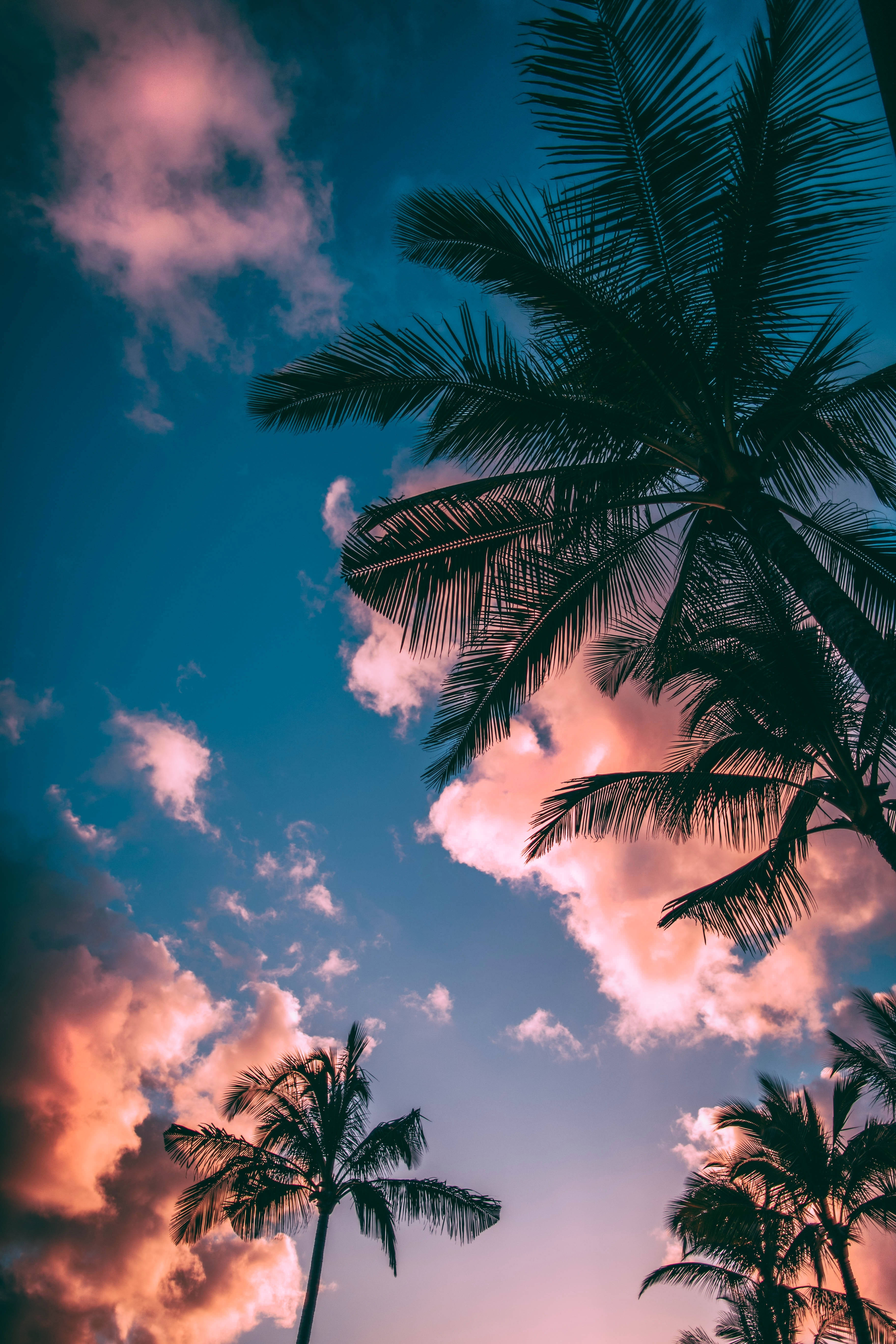 Palmetræer Sky iPhone Wallpapers
