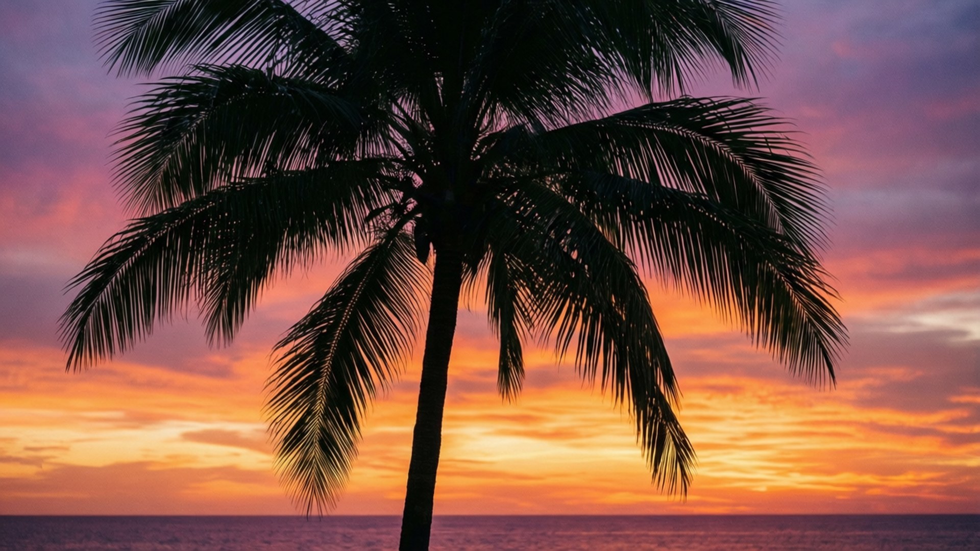 Palmtræ solnedgang Wallpapers
