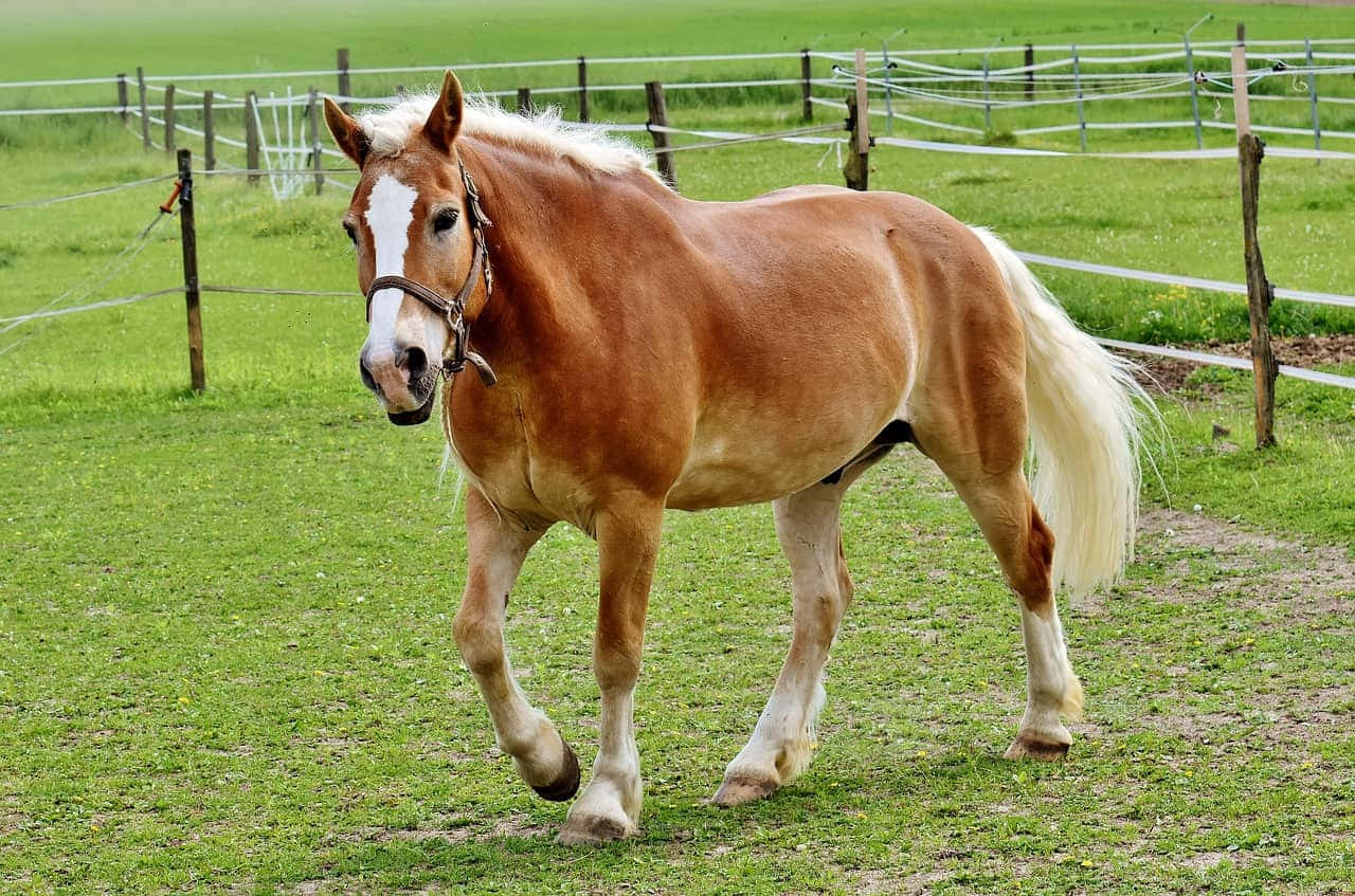 Palomino Heste Haflinger Race Løbende Fotografi Billede Wallpapers