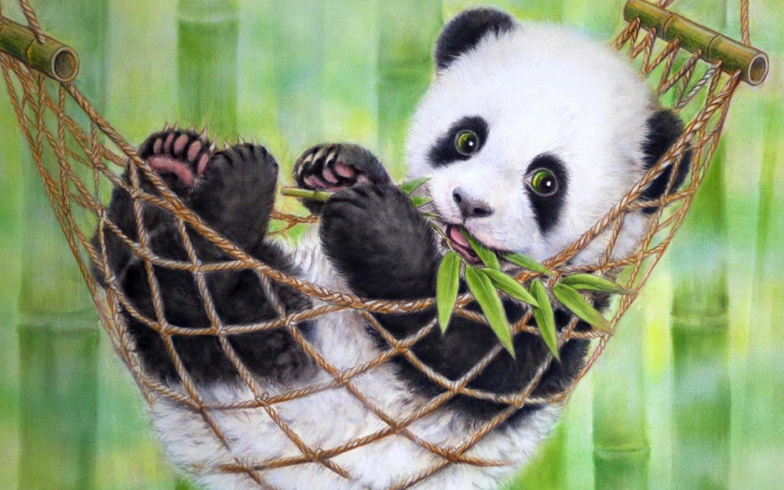 Panda Laptop i en Hængekøje Wallpapers