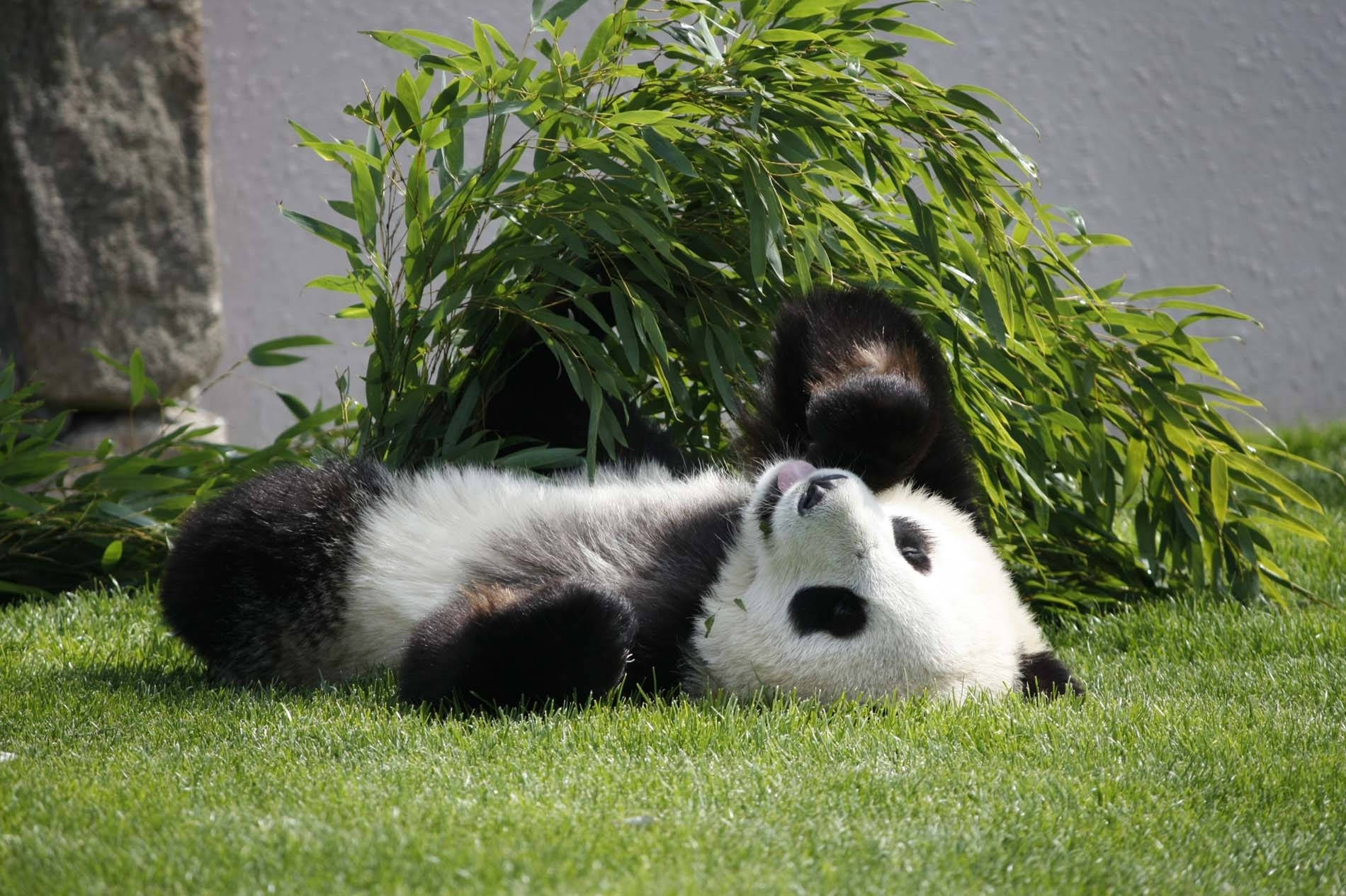 Panda liggende på jorden med ansigtet opad tapet. — Panda Wallpapers