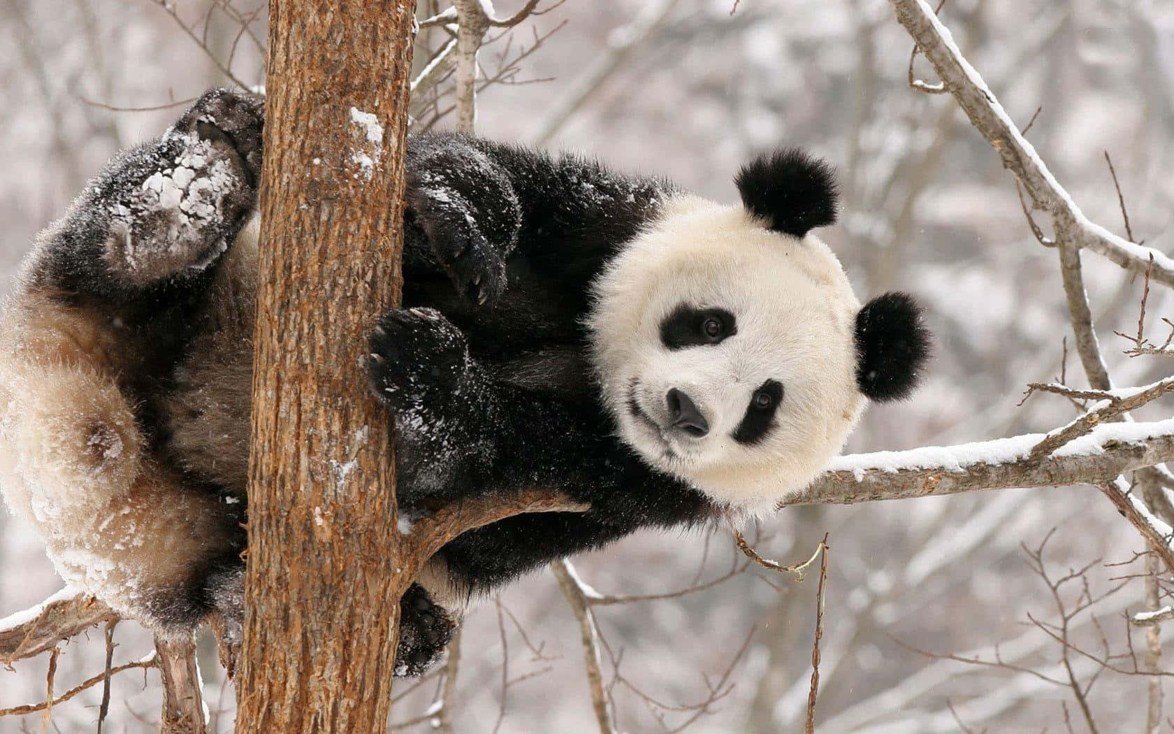 Panda på et træ om vinteren bærbar Wallpapers