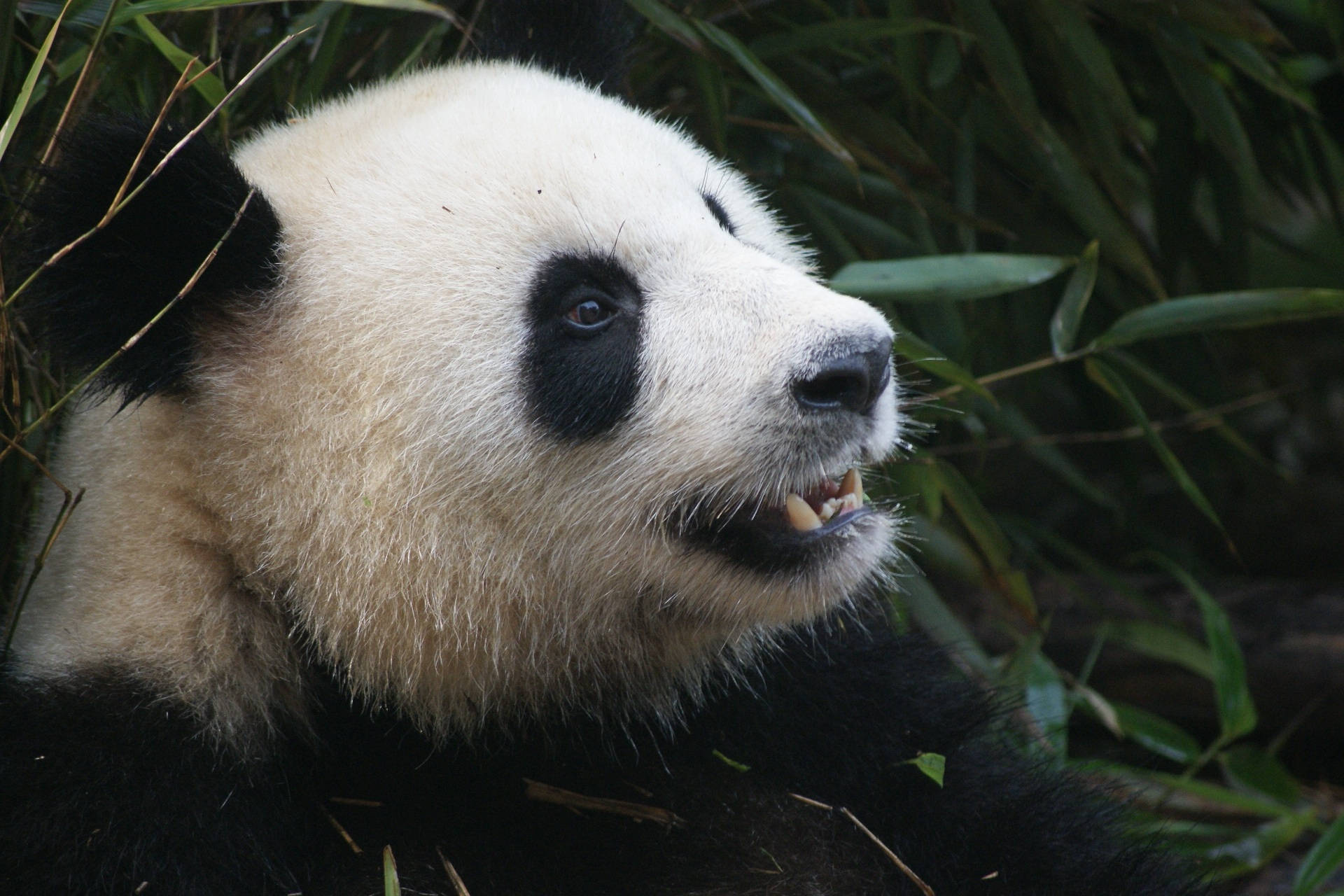 Panda Skarpe Tænder Wallpapers