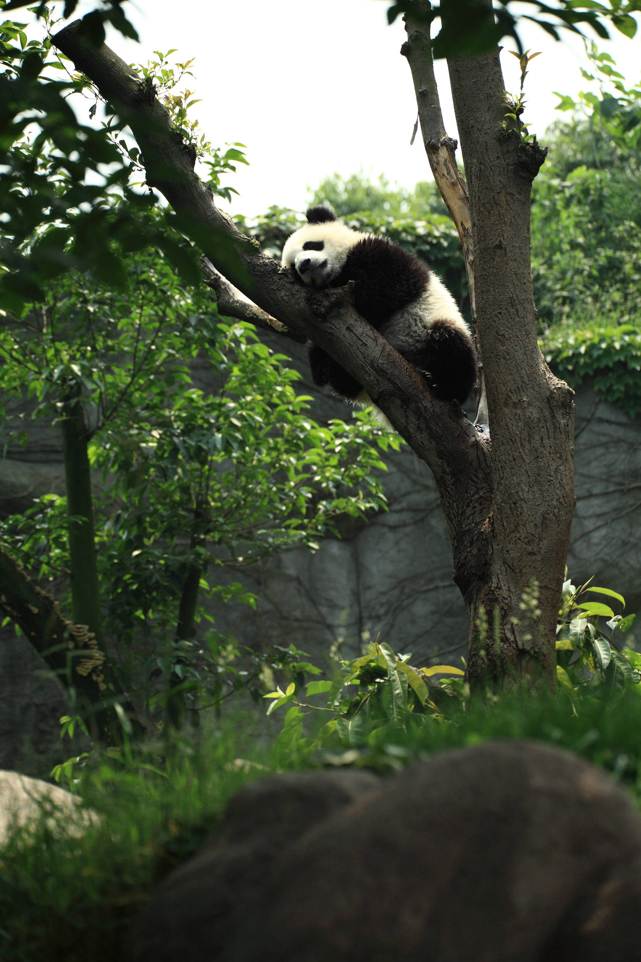Elskelig panda sovende på trægren tapet. — Panda Wallpapers