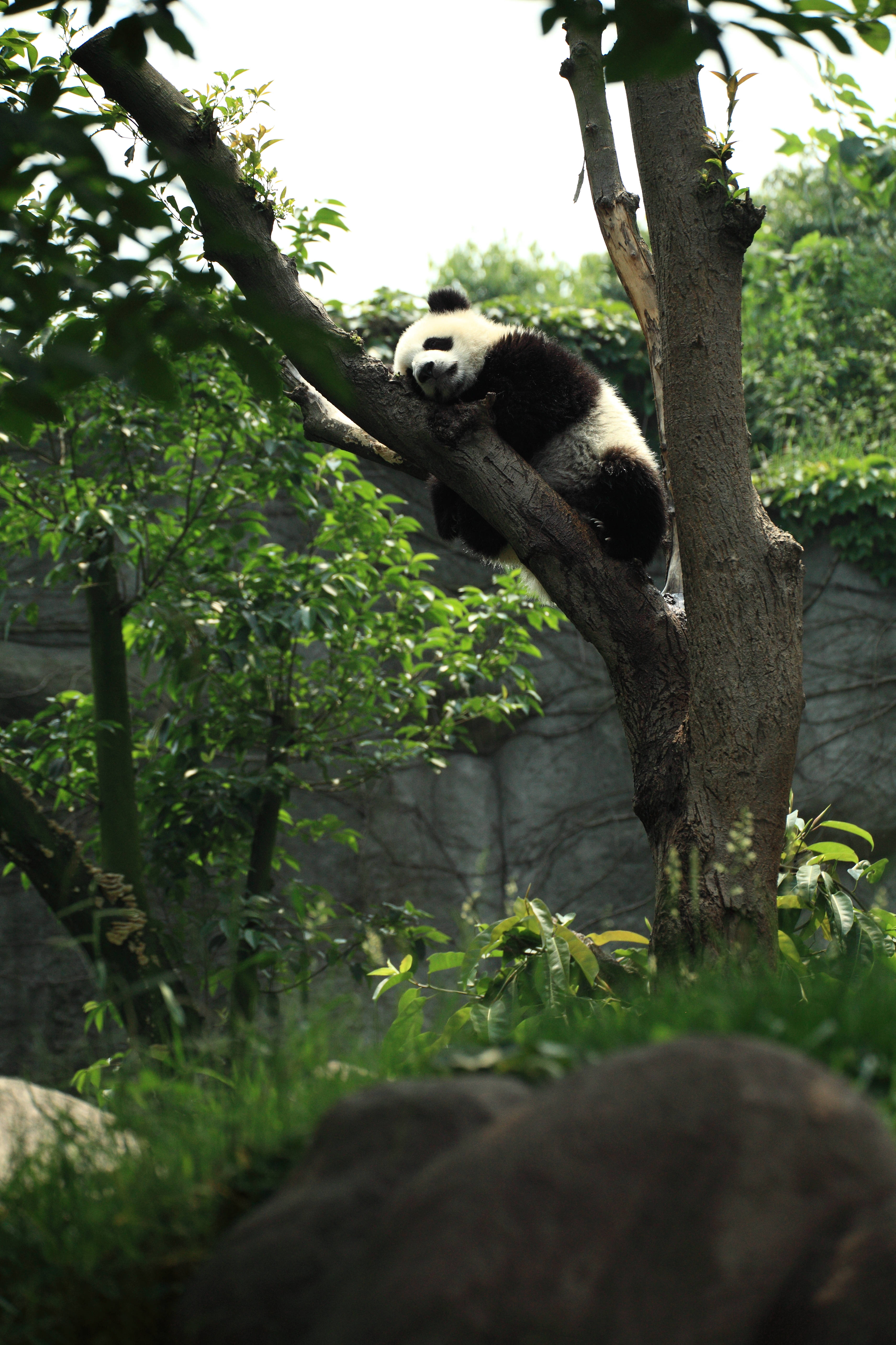 Panda Sovende På Træ Wallpapers