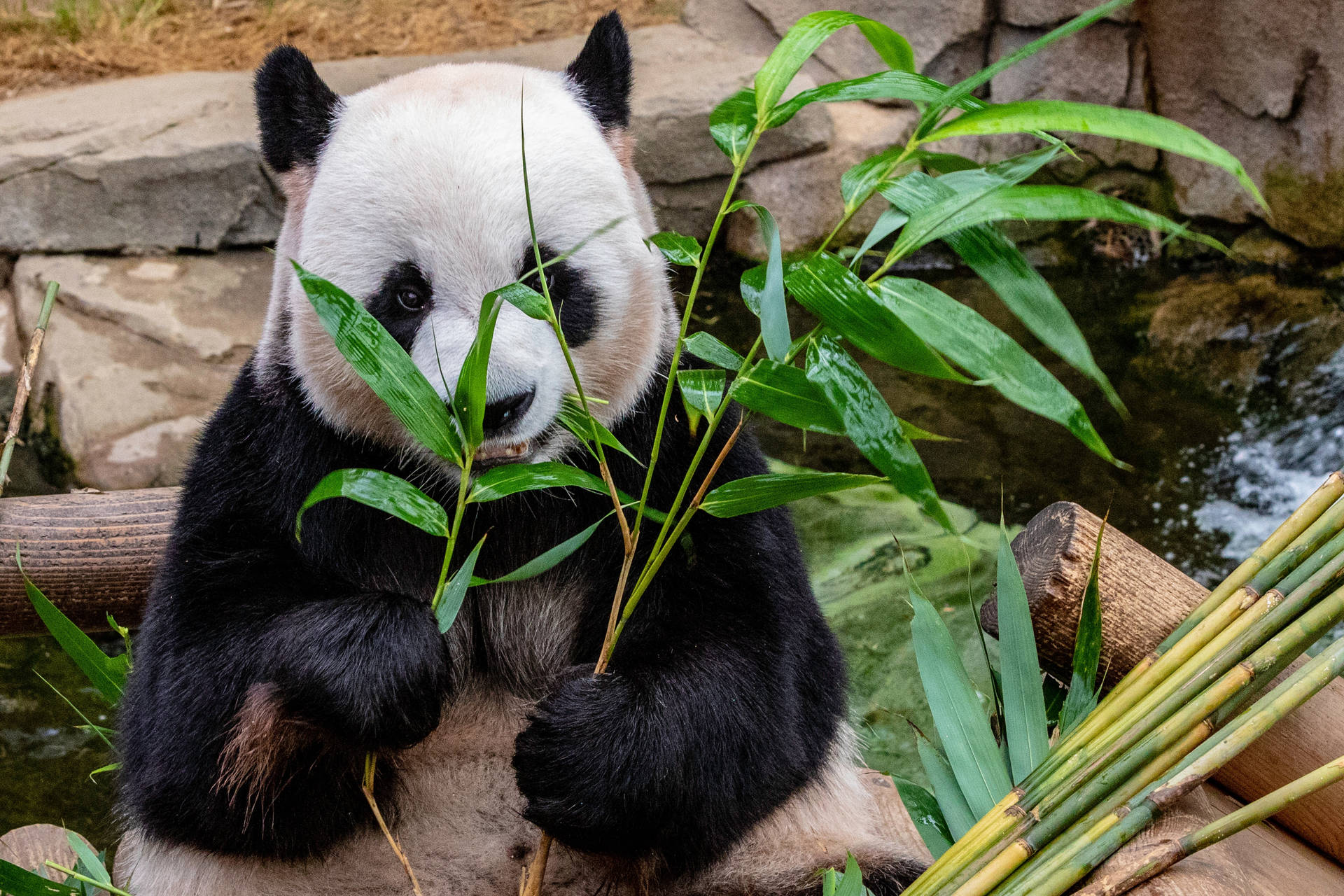 Panda, der spiser kviste af bambusgræs, som baggrund. — Panda Wallpapers