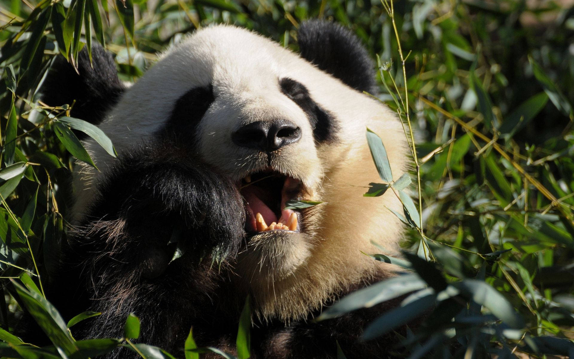 Panda Tygge Mad Nærbillede Wallpapers