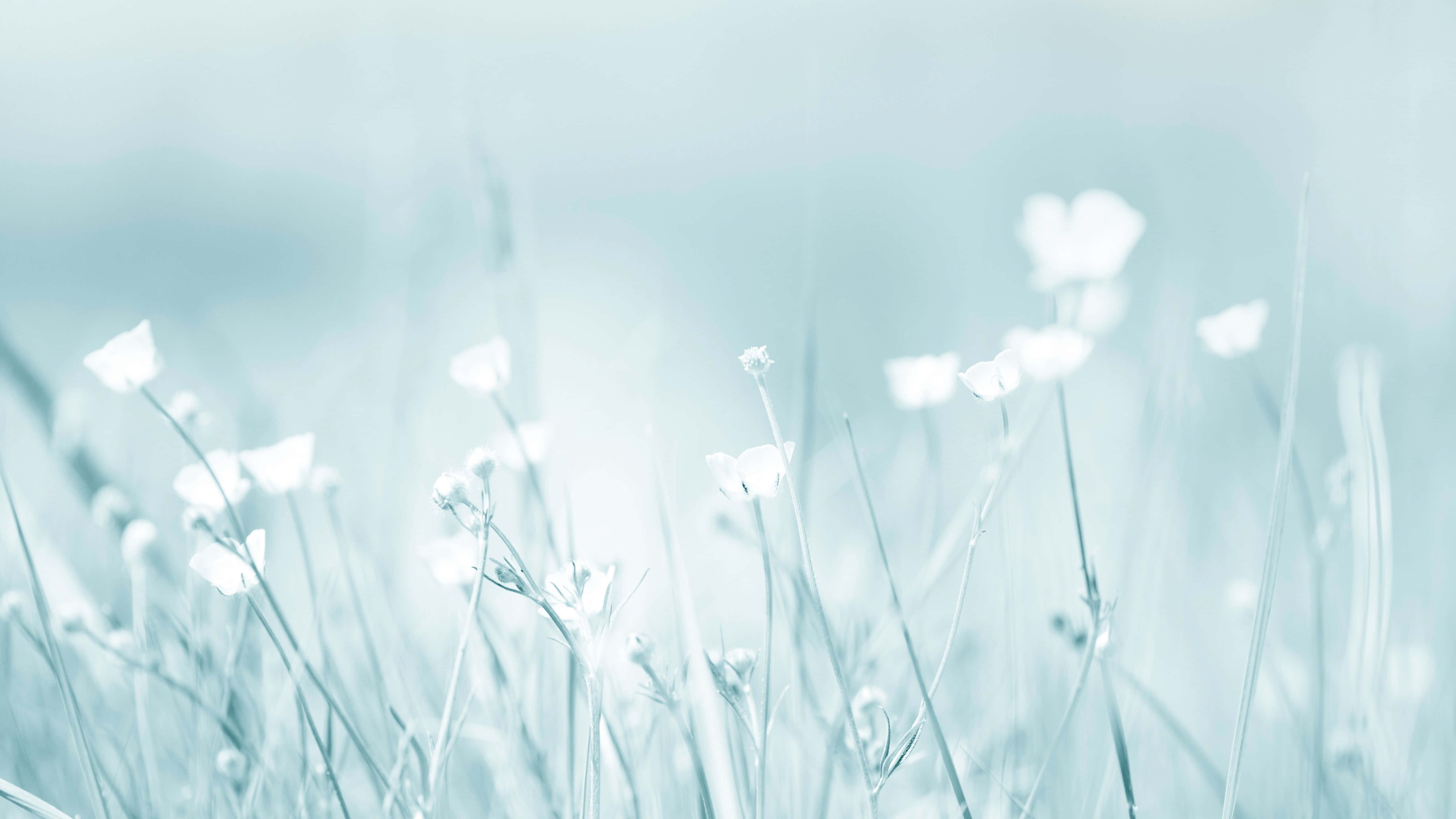 Panoramisk udsigt over den blå bjergkæde Wallpapers
