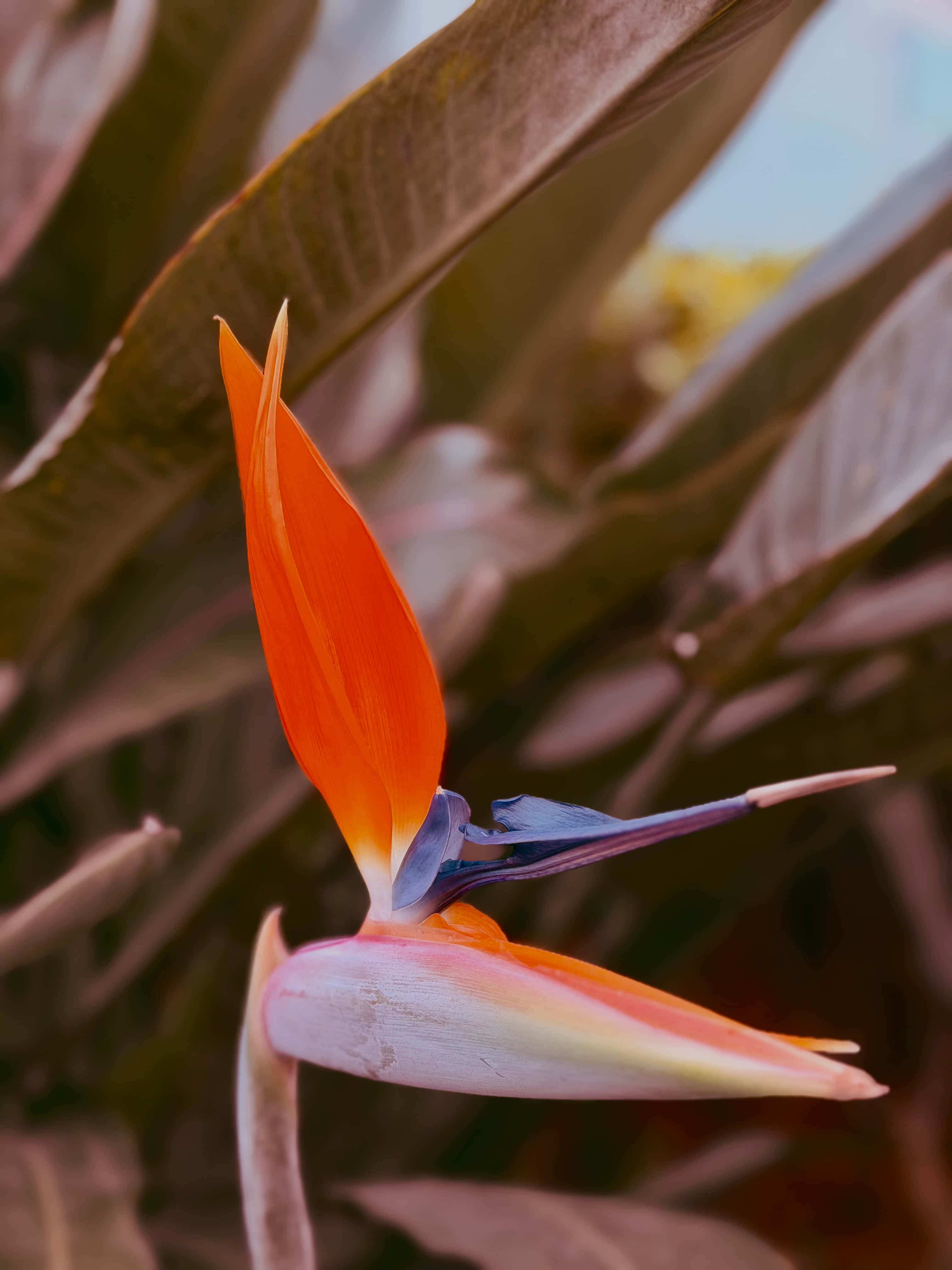 Paradisfugleblomst Wallpapers