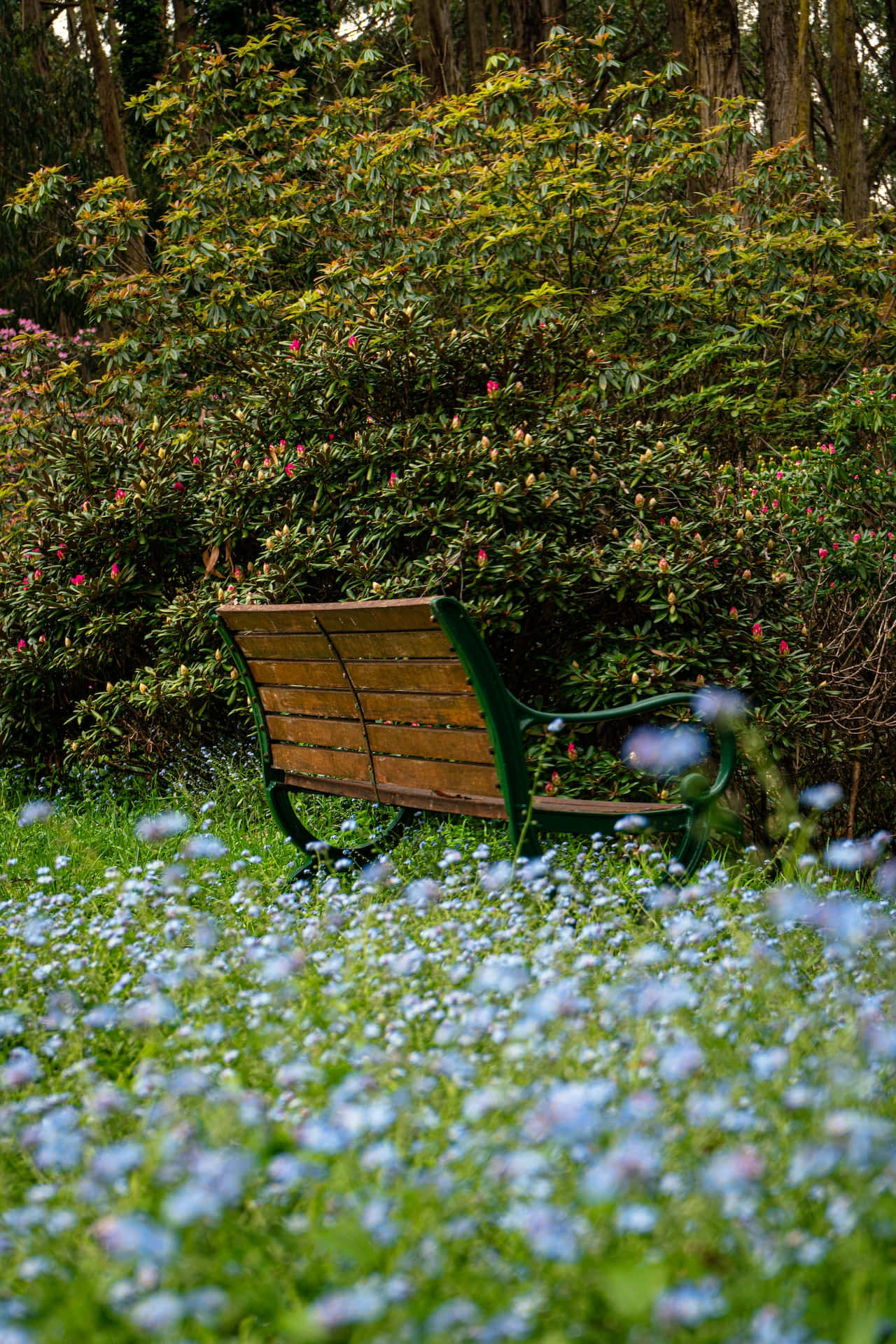 Parkbænk blå blomster telefon Wallpapers