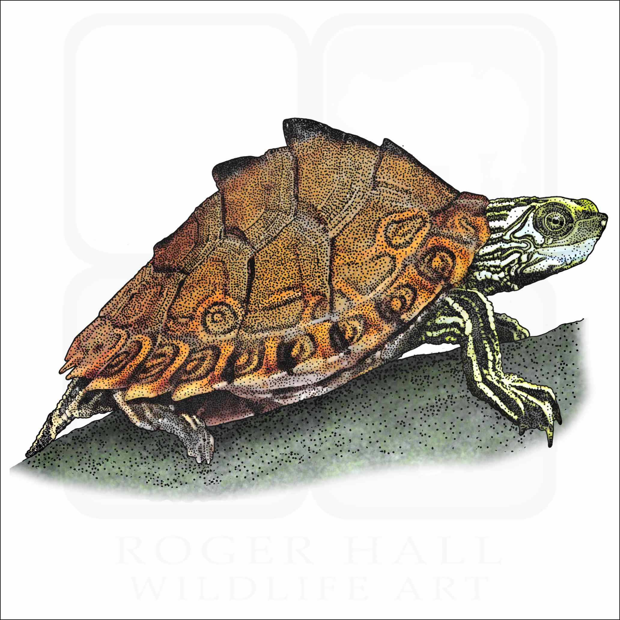 Pascagoula-kortskildpadde soler sig Wallpapers