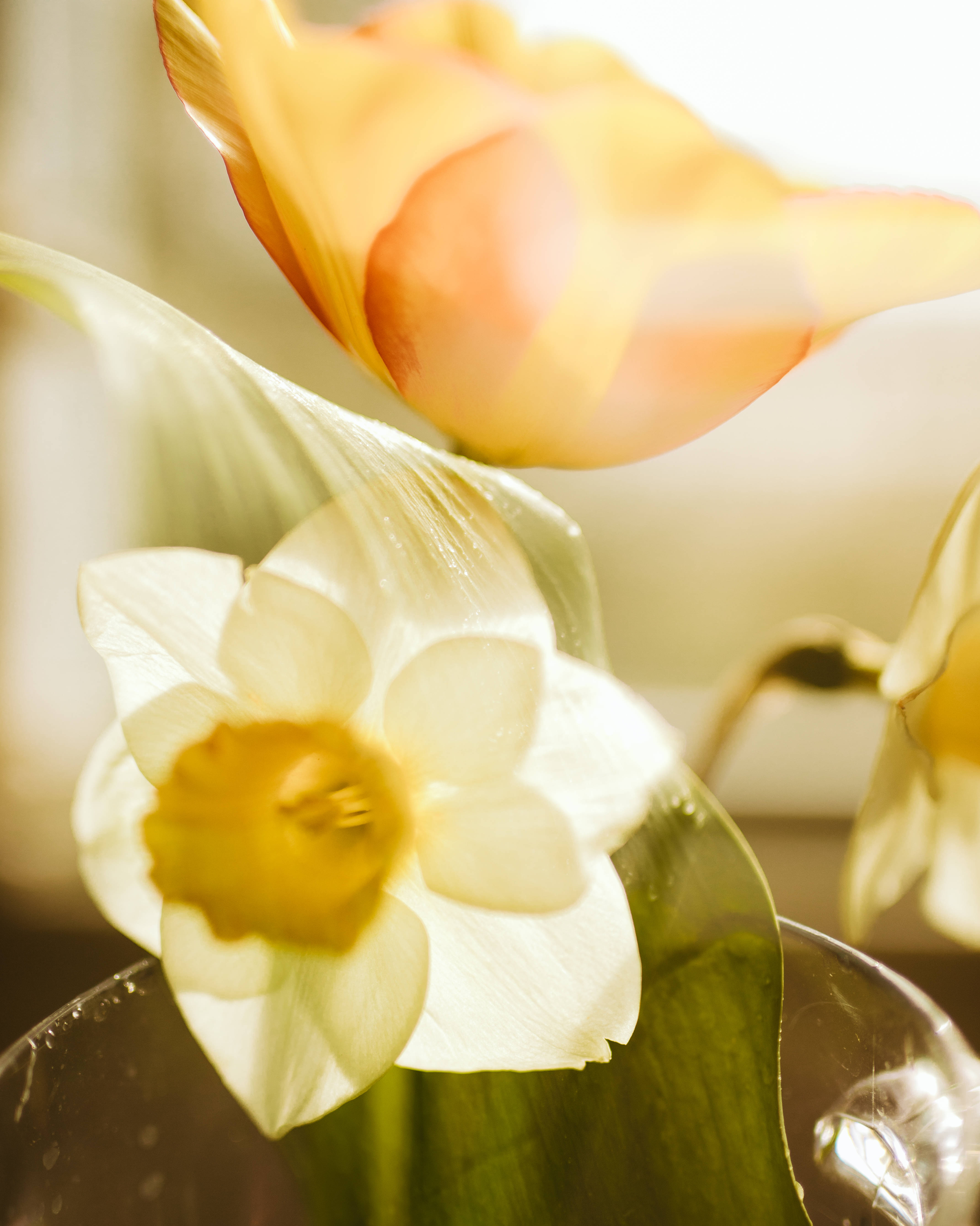 Påskeliljeblomst nær orange blomst Wallpapers