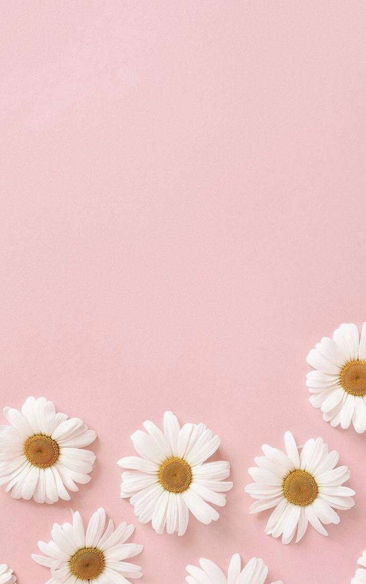 Pastel iPhone lyserøde blomster Wallpapers