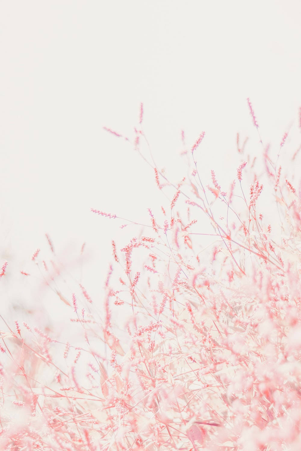 Pastel iPhone lyserøde små blomster Wallpapers