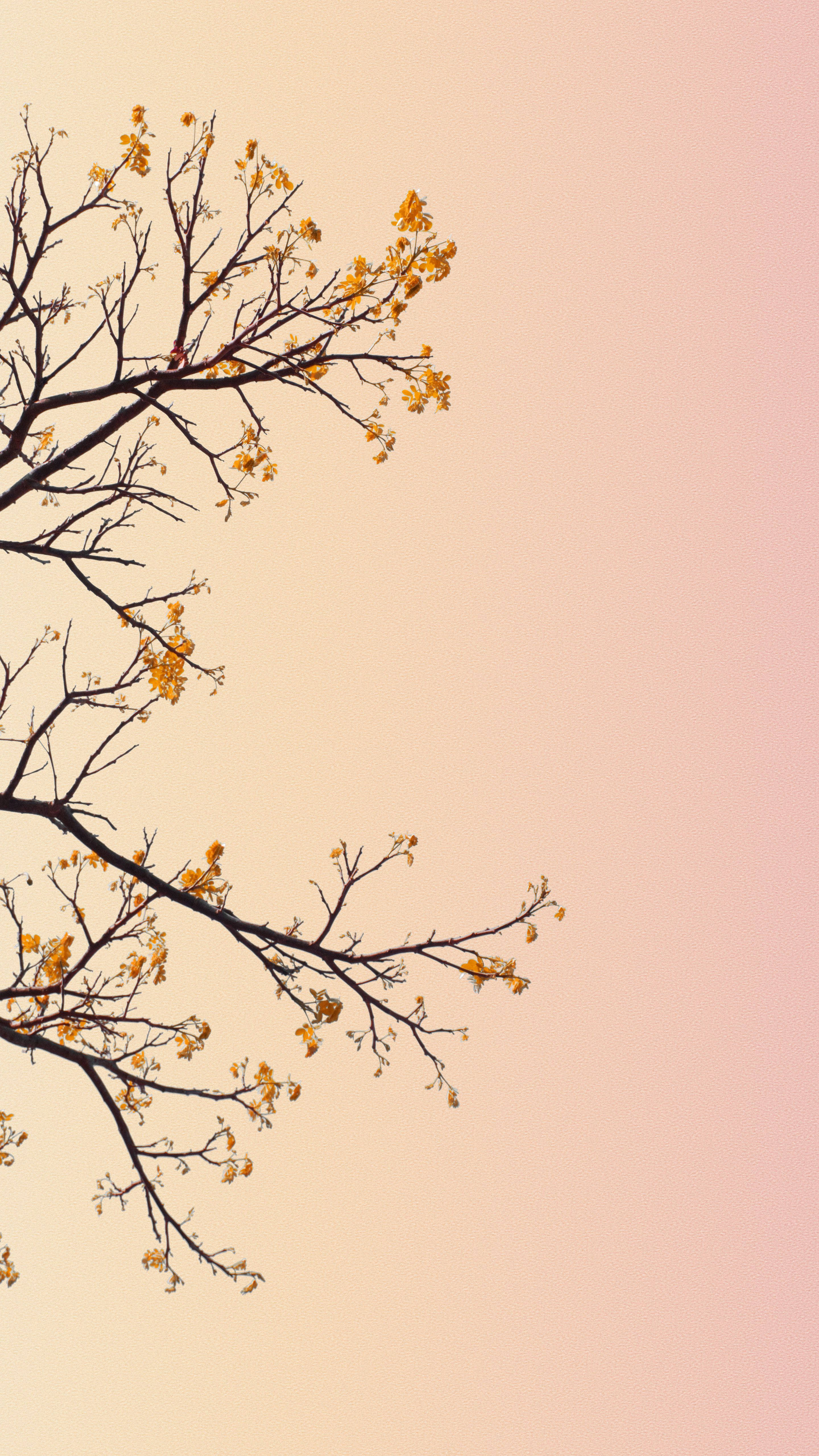 Pastel iPhone Orange Blomster Wallpapers