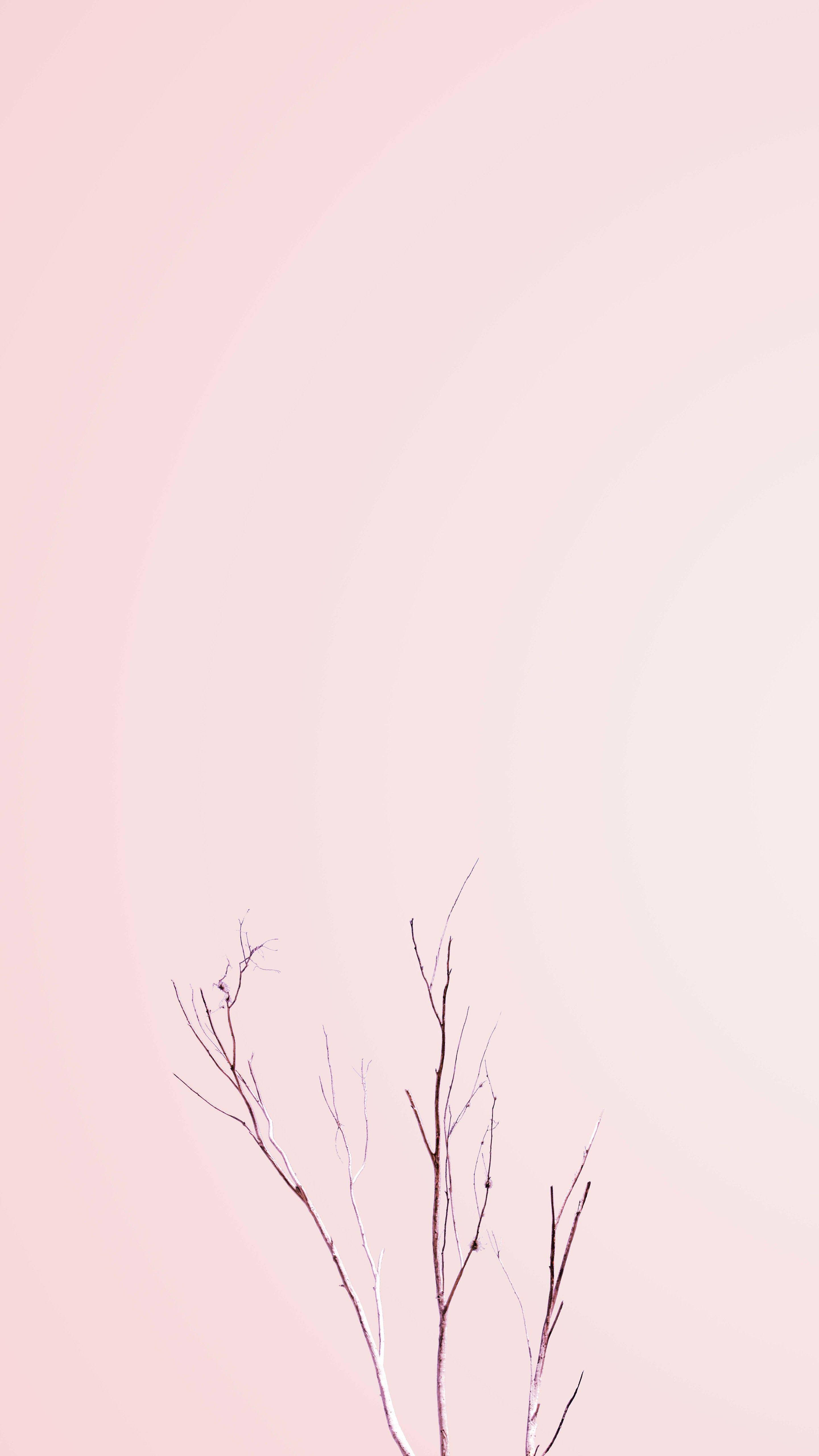 Pastel iPhone Pink Bar Plante Wallpapers