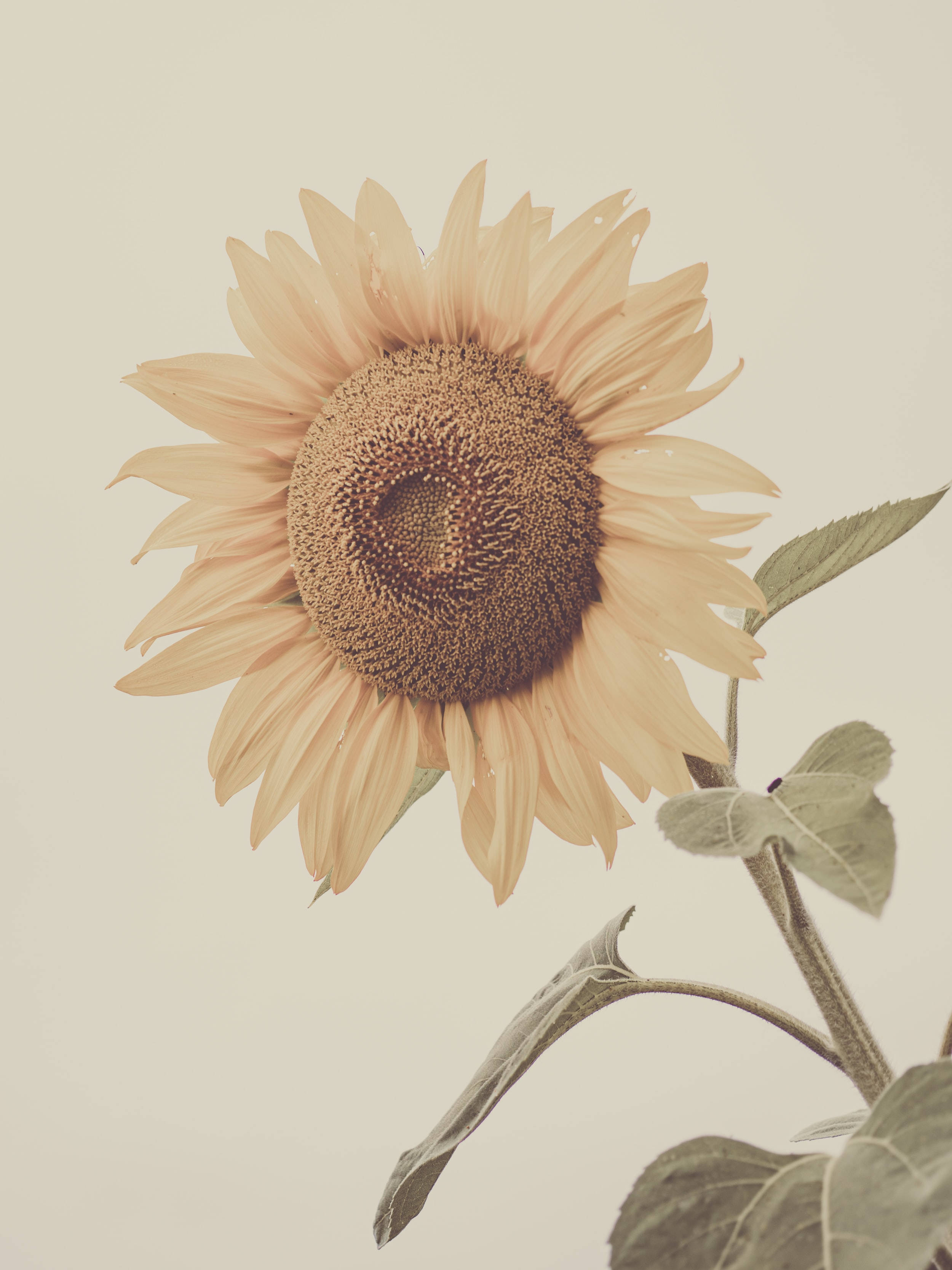 Pastel iPhone Solsikke Wallpapers